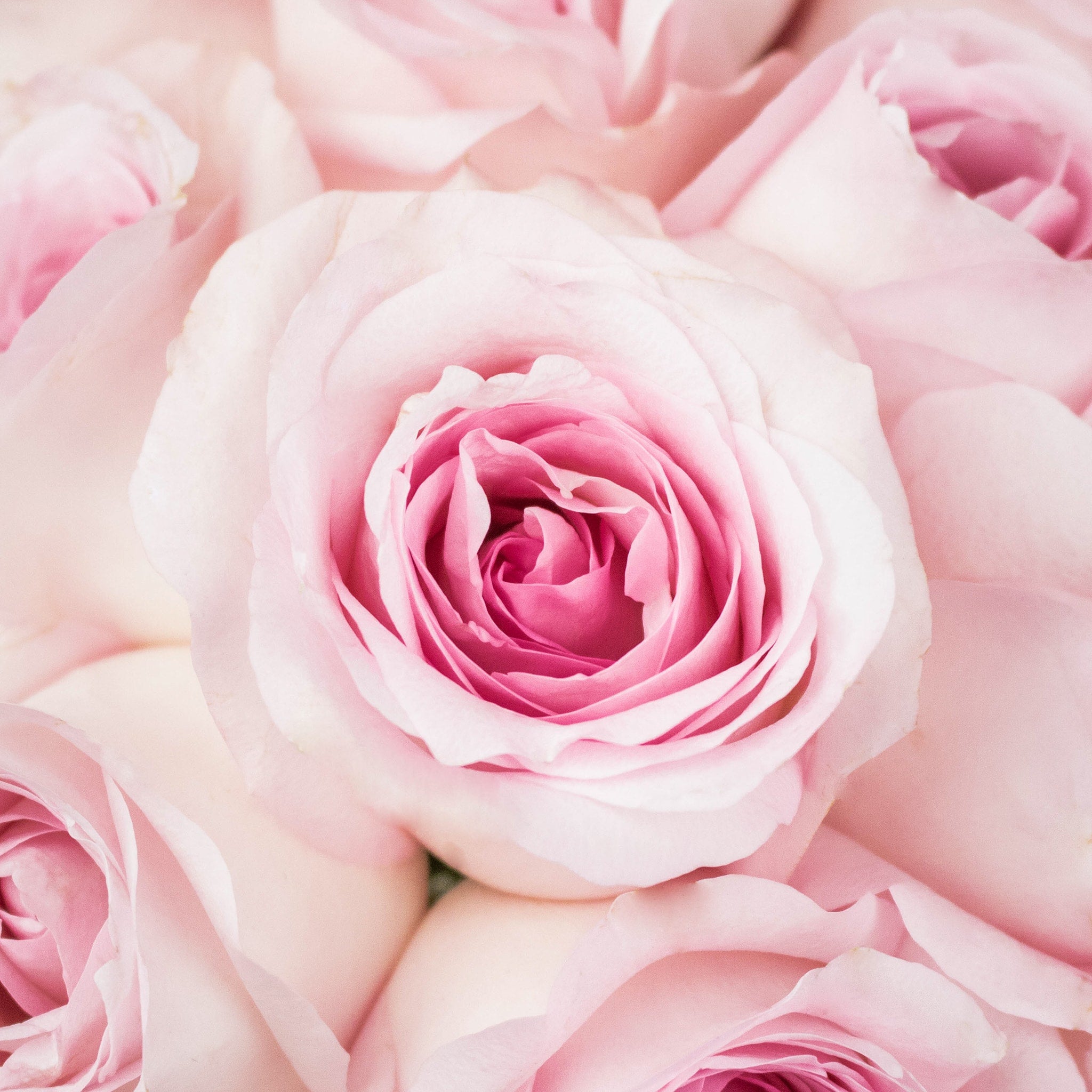 Pastel Pink Roses Wallpapers