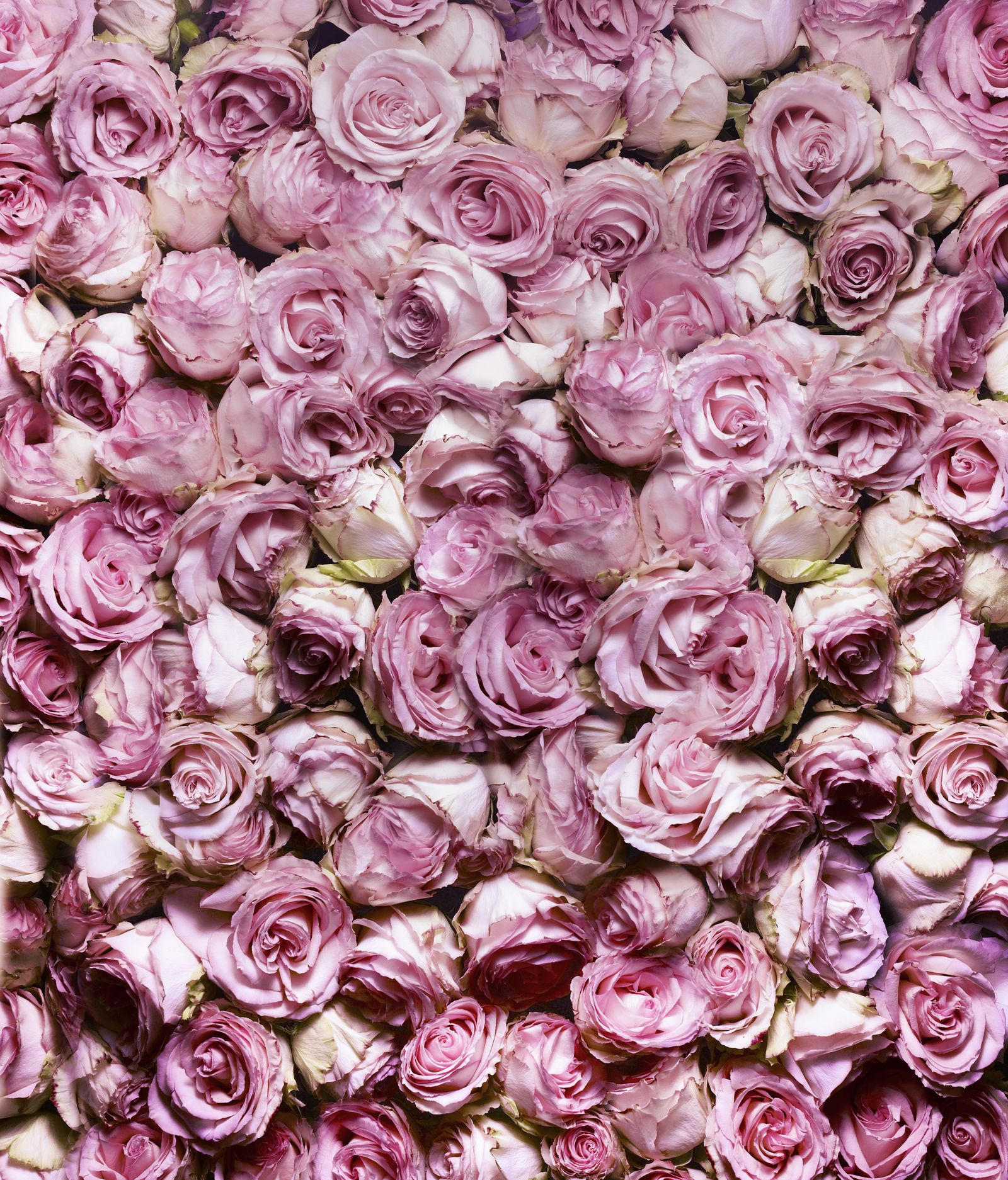Pastel Pink Roses Wallpapers