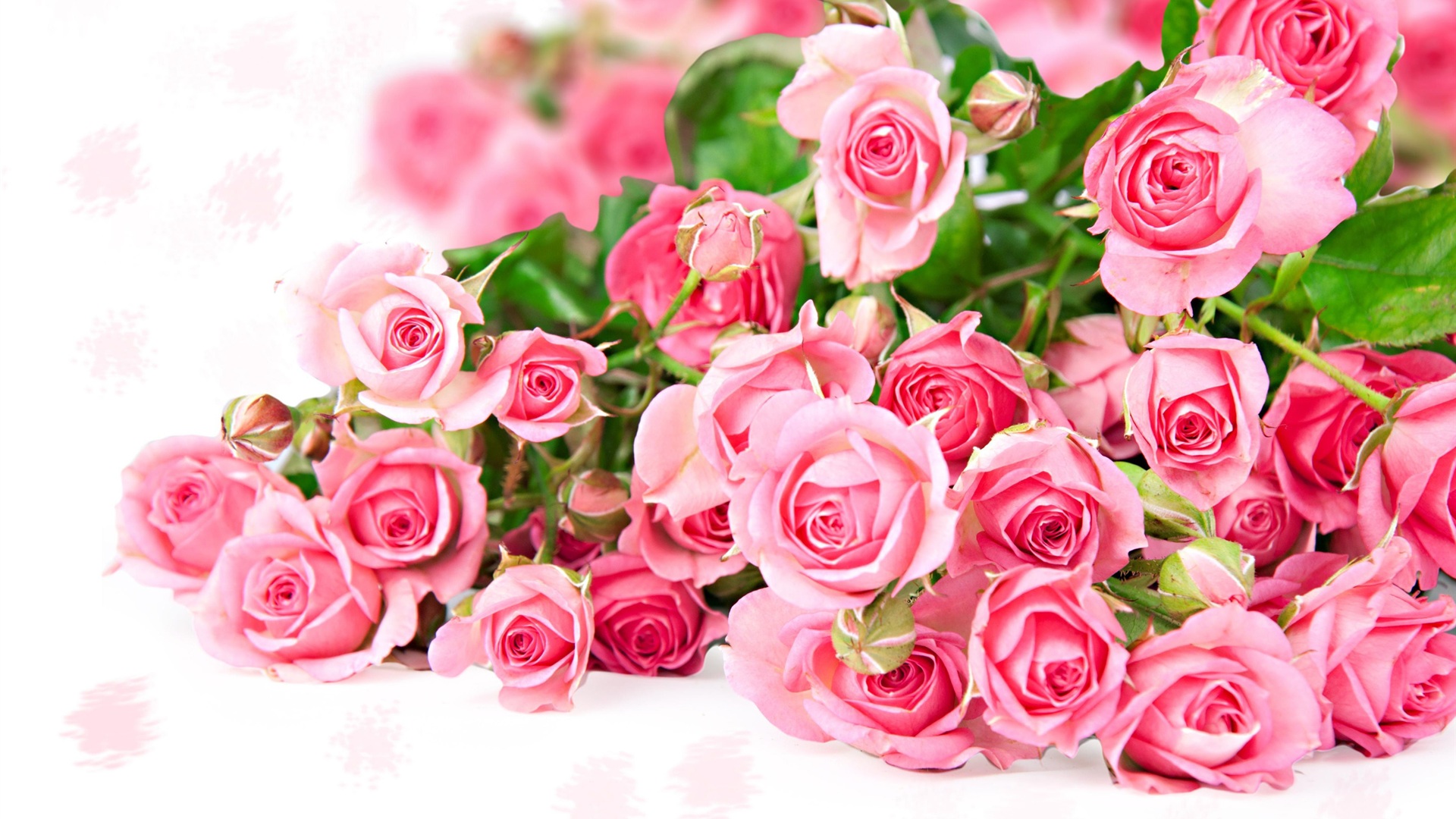 Pastel Pink Roses Wallpapers