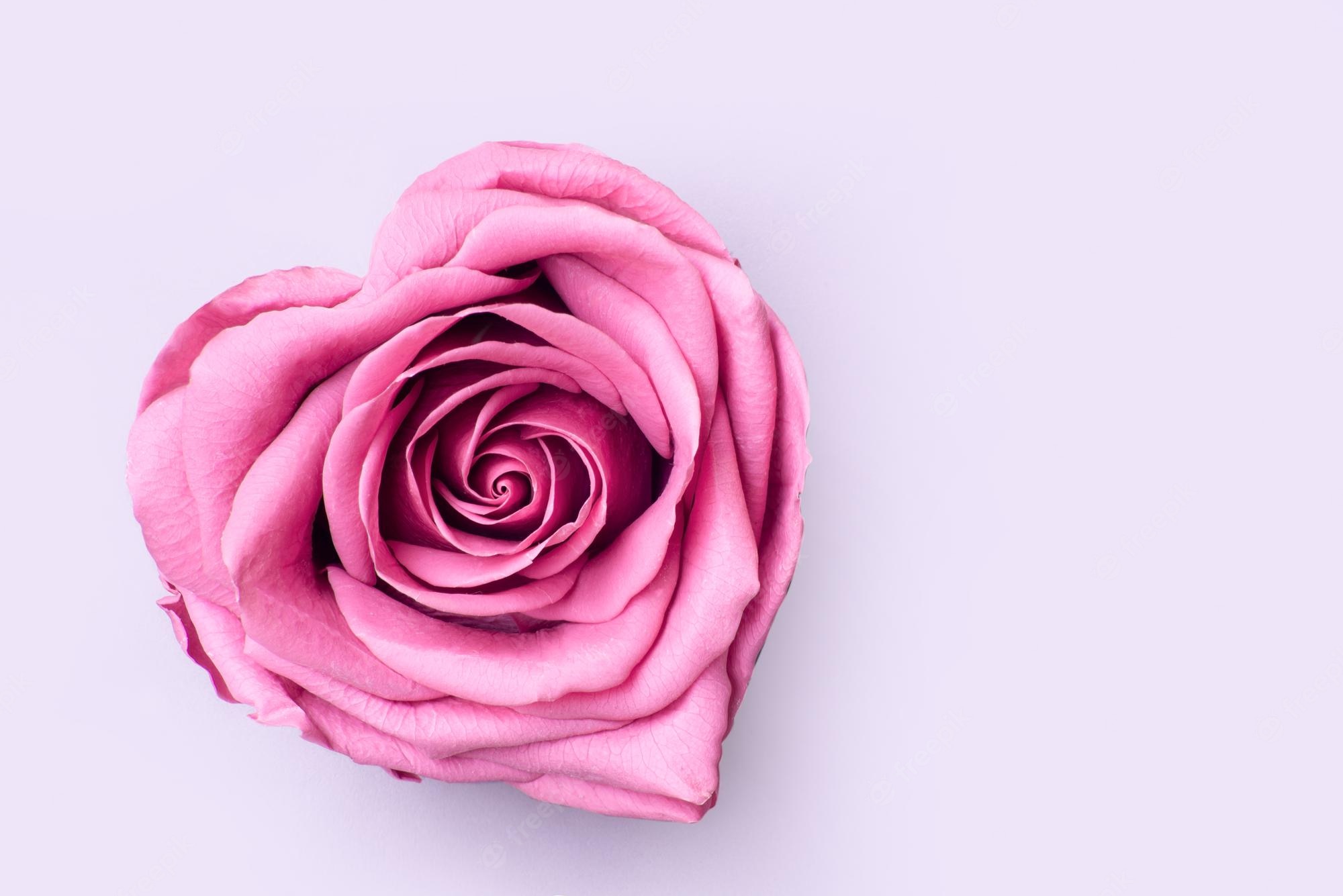 Pastel Pink Roses Wallpapers