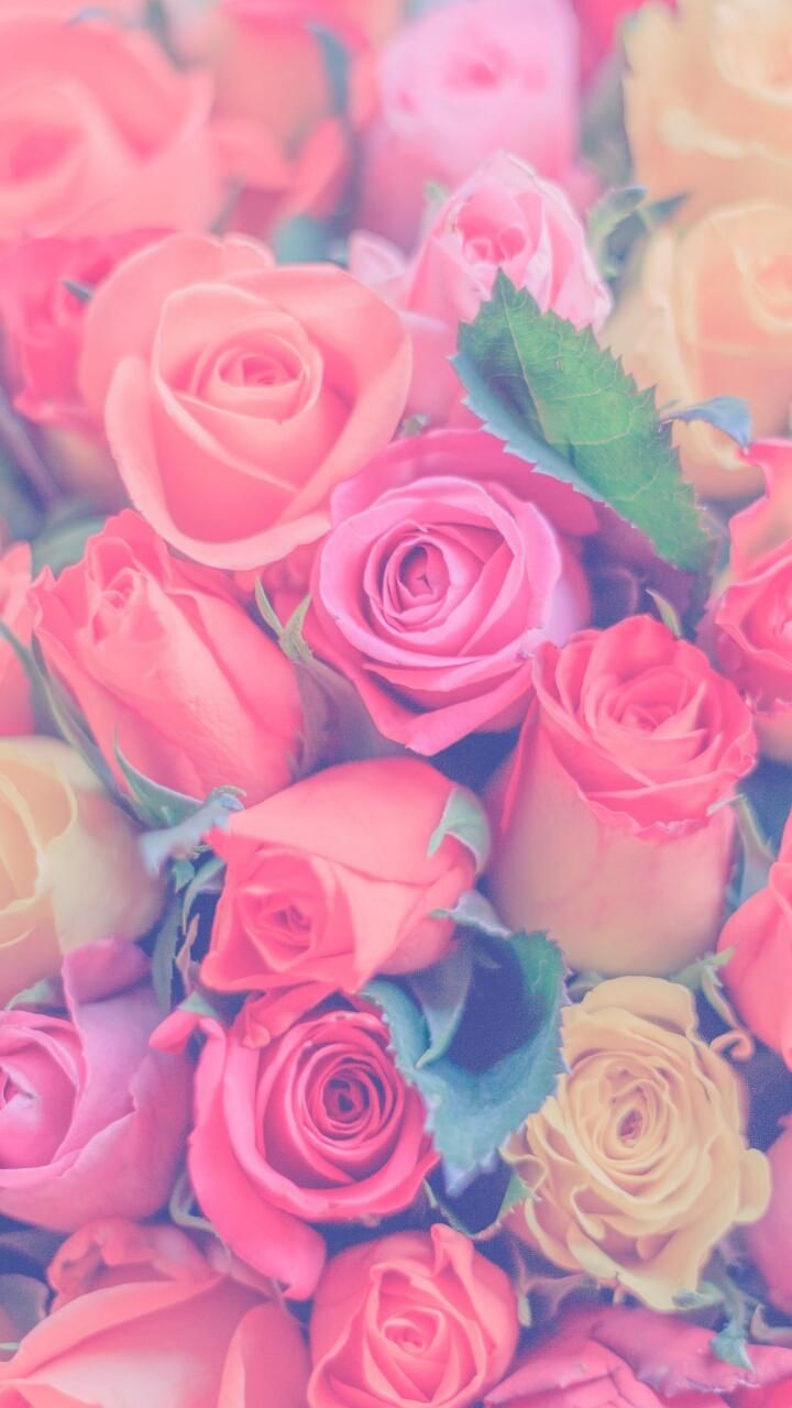 Pastel Roses Wallpapers