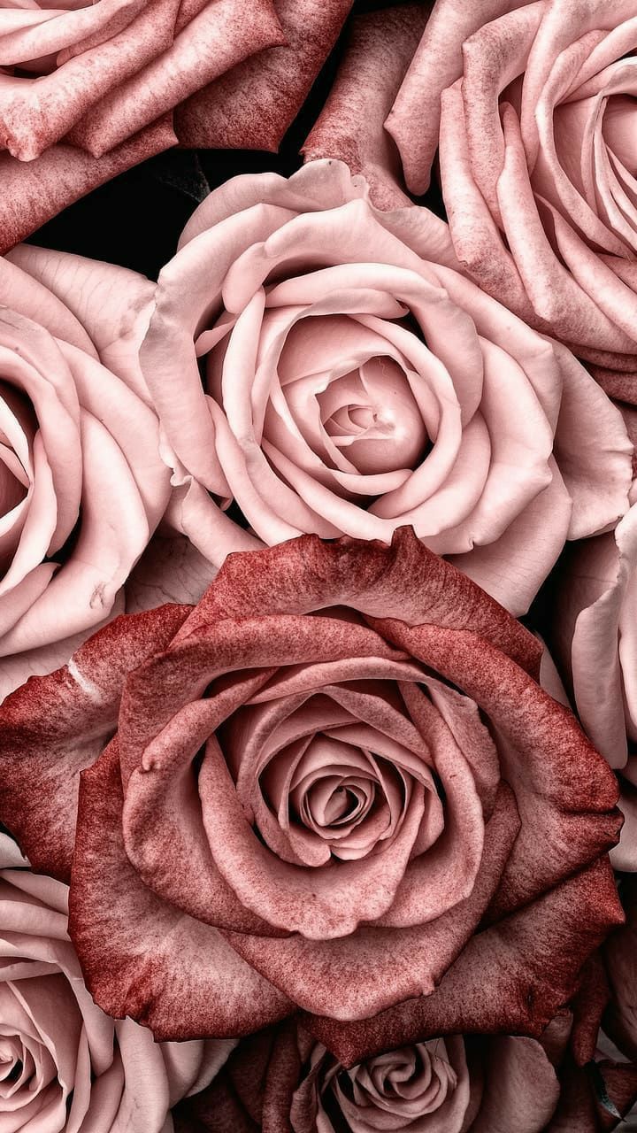 Pastel Roses Wallpapers