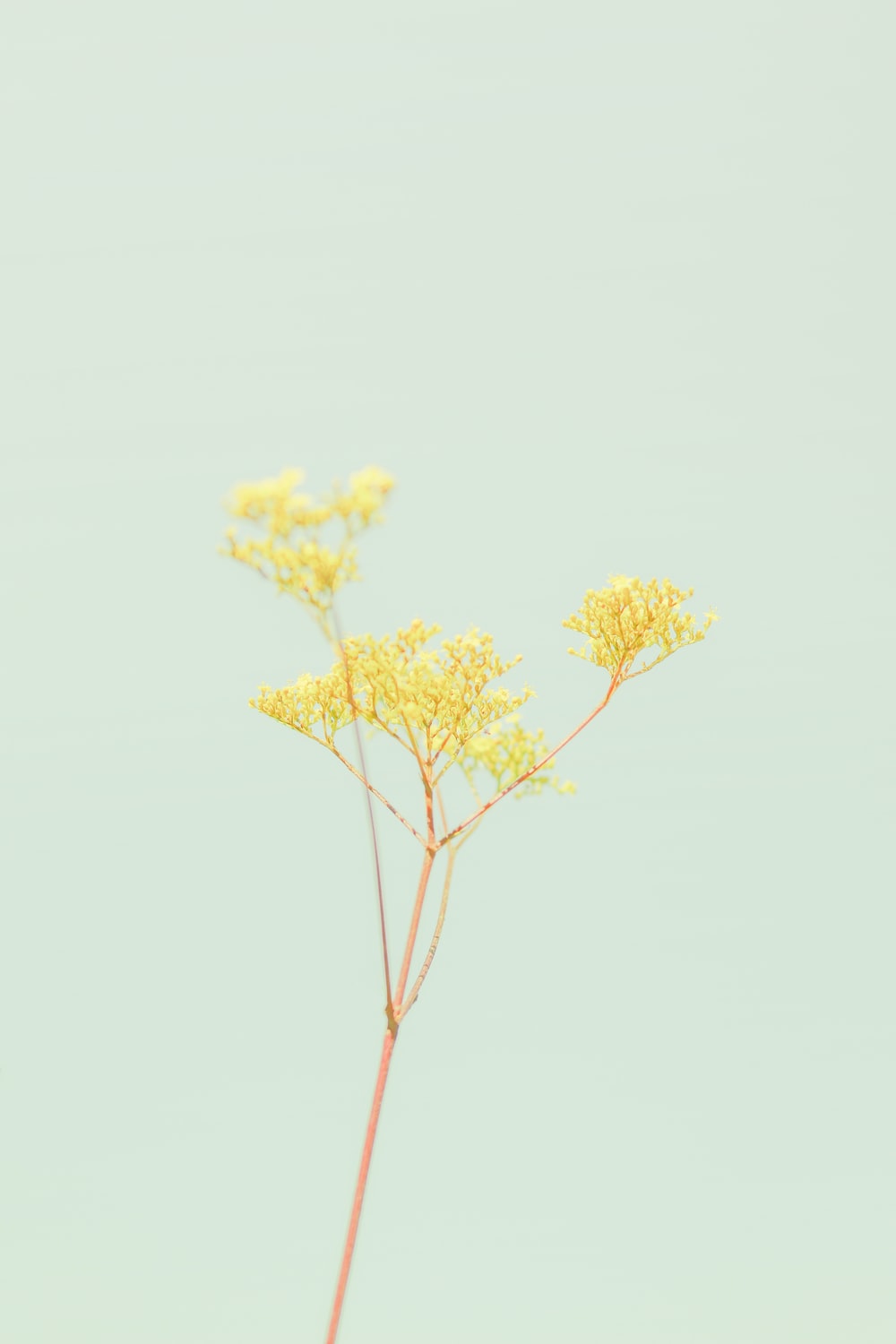 Pastel Yellow Wall Paper Wallpapers