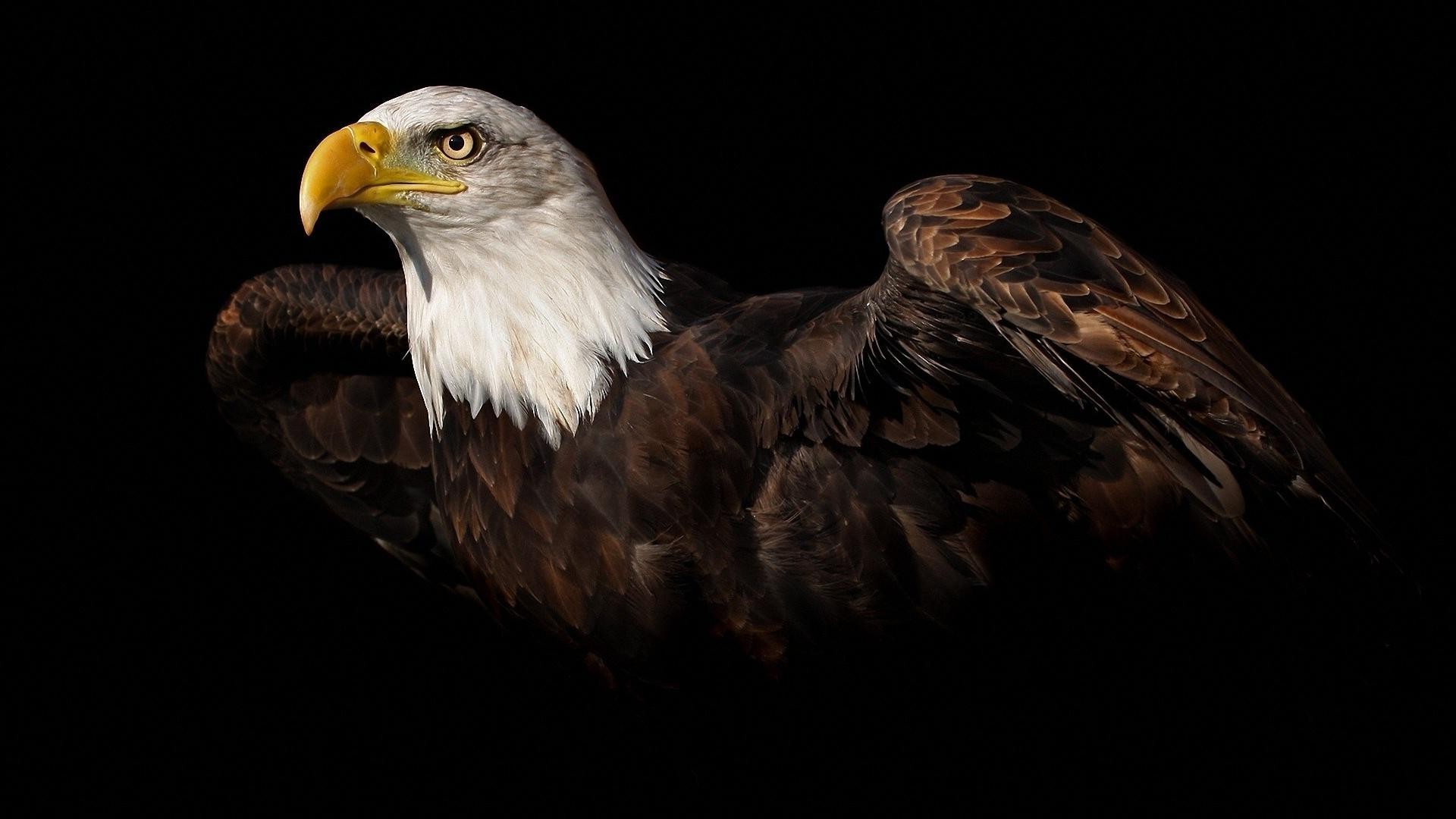 Patriotic Eagle Wallpapers