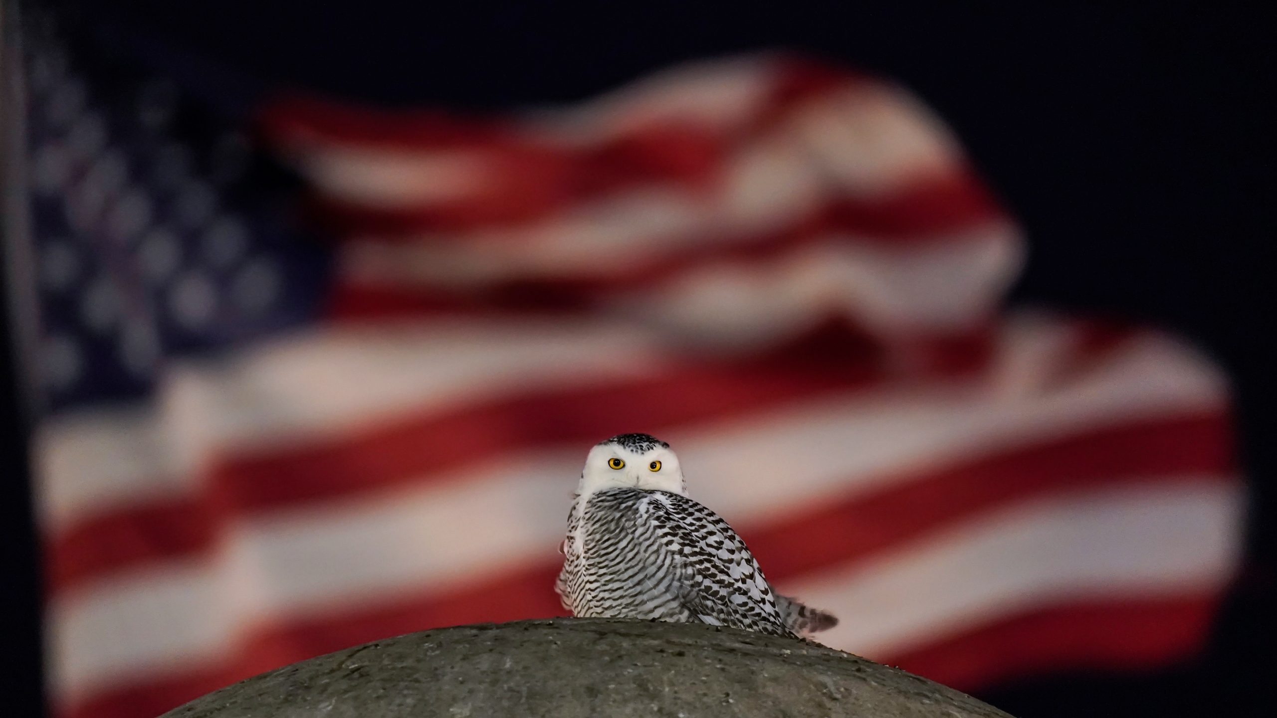 Patriotic Owl Wallpapers