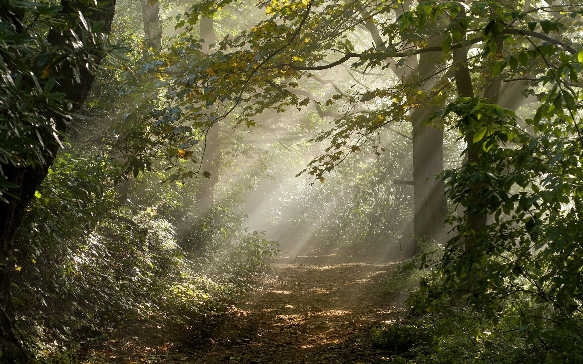 Peaceful Forest Background