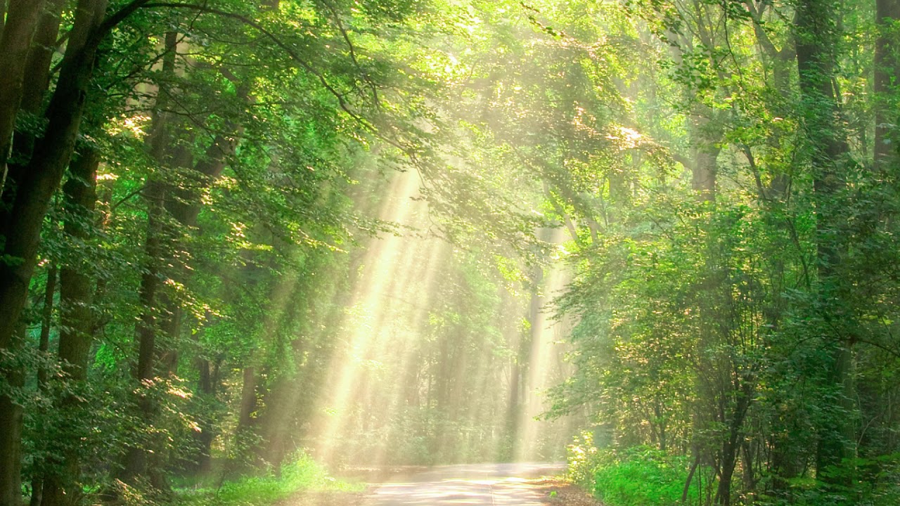 Peaceful Forest Background