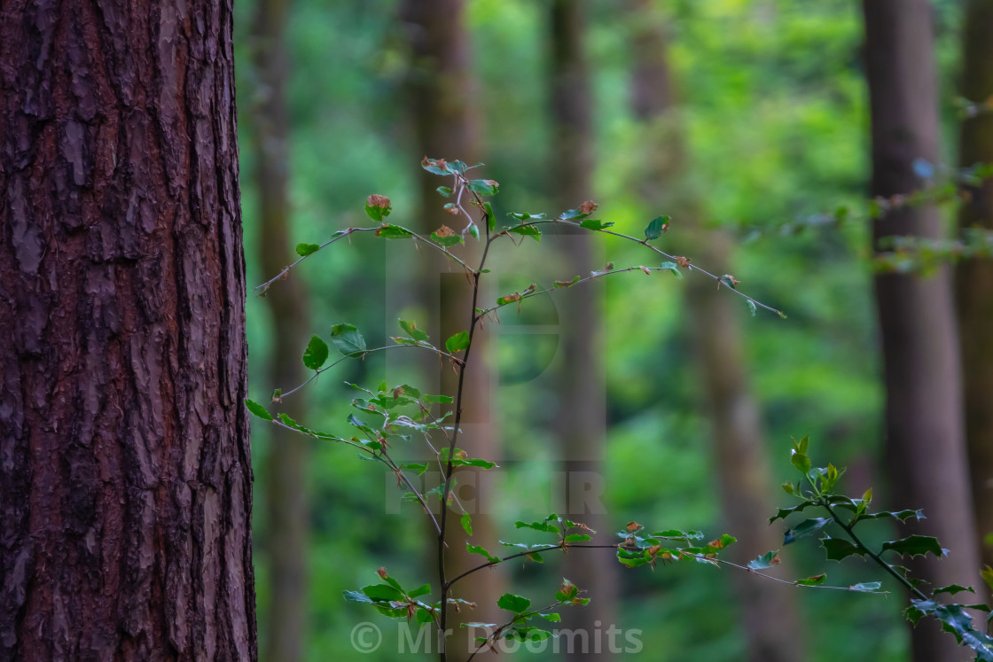 Peaceful Forest Background