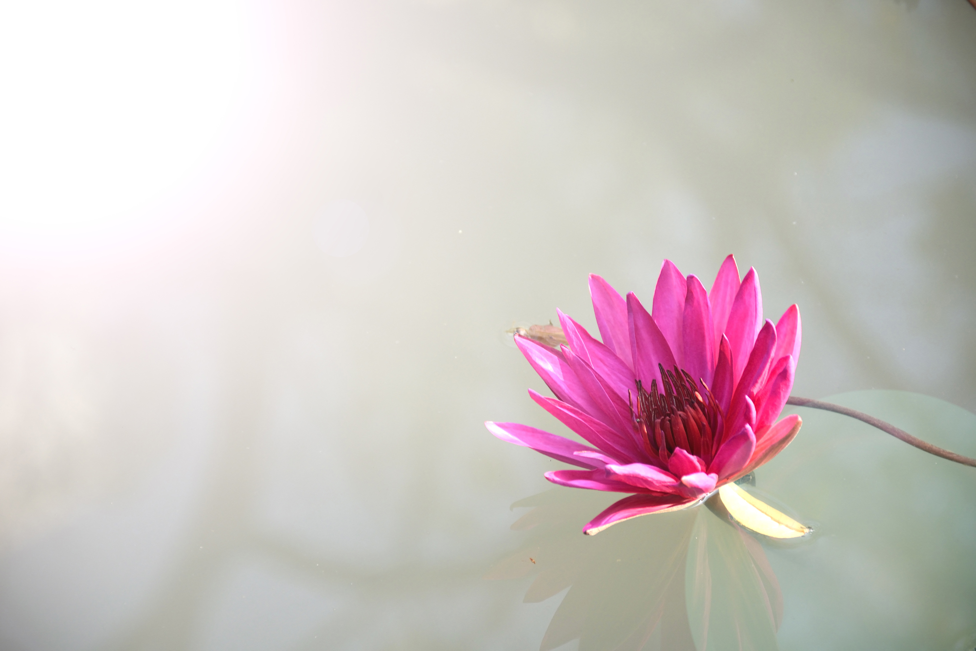 Peaceful Zen Wallpapers