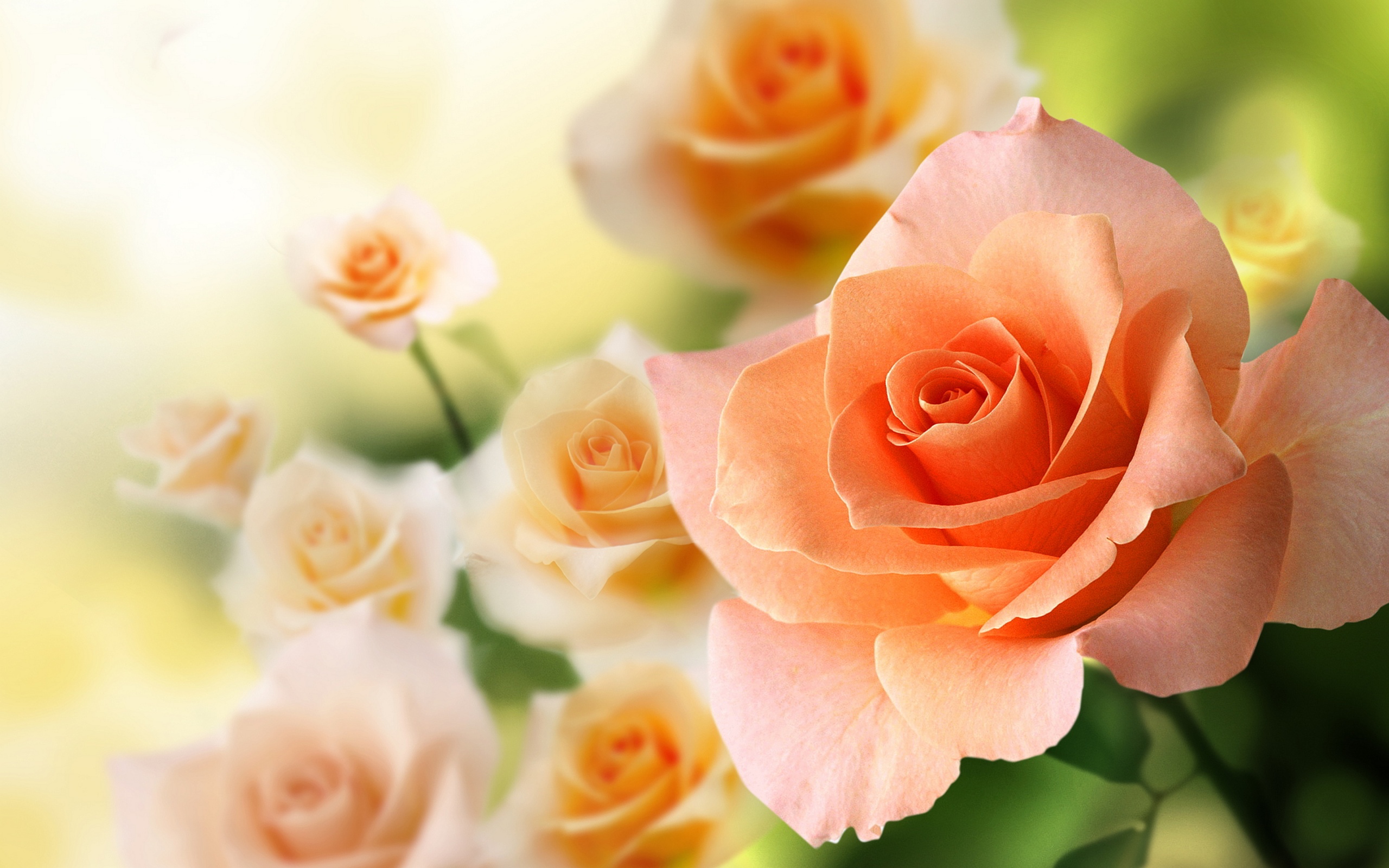 Peach Flowers Wallpapers