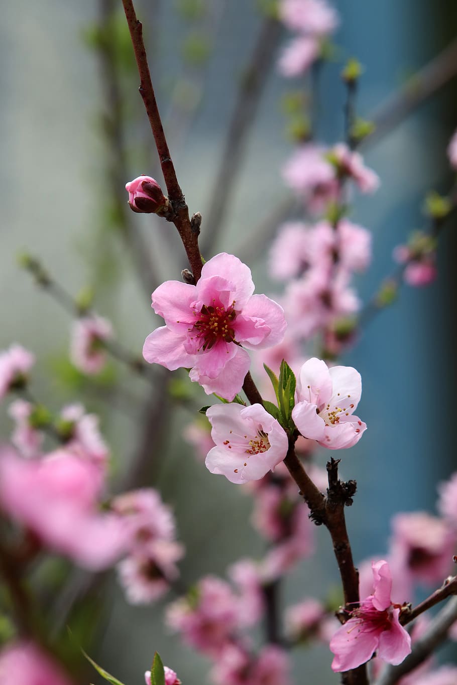 Peach Flowers Wallpapers