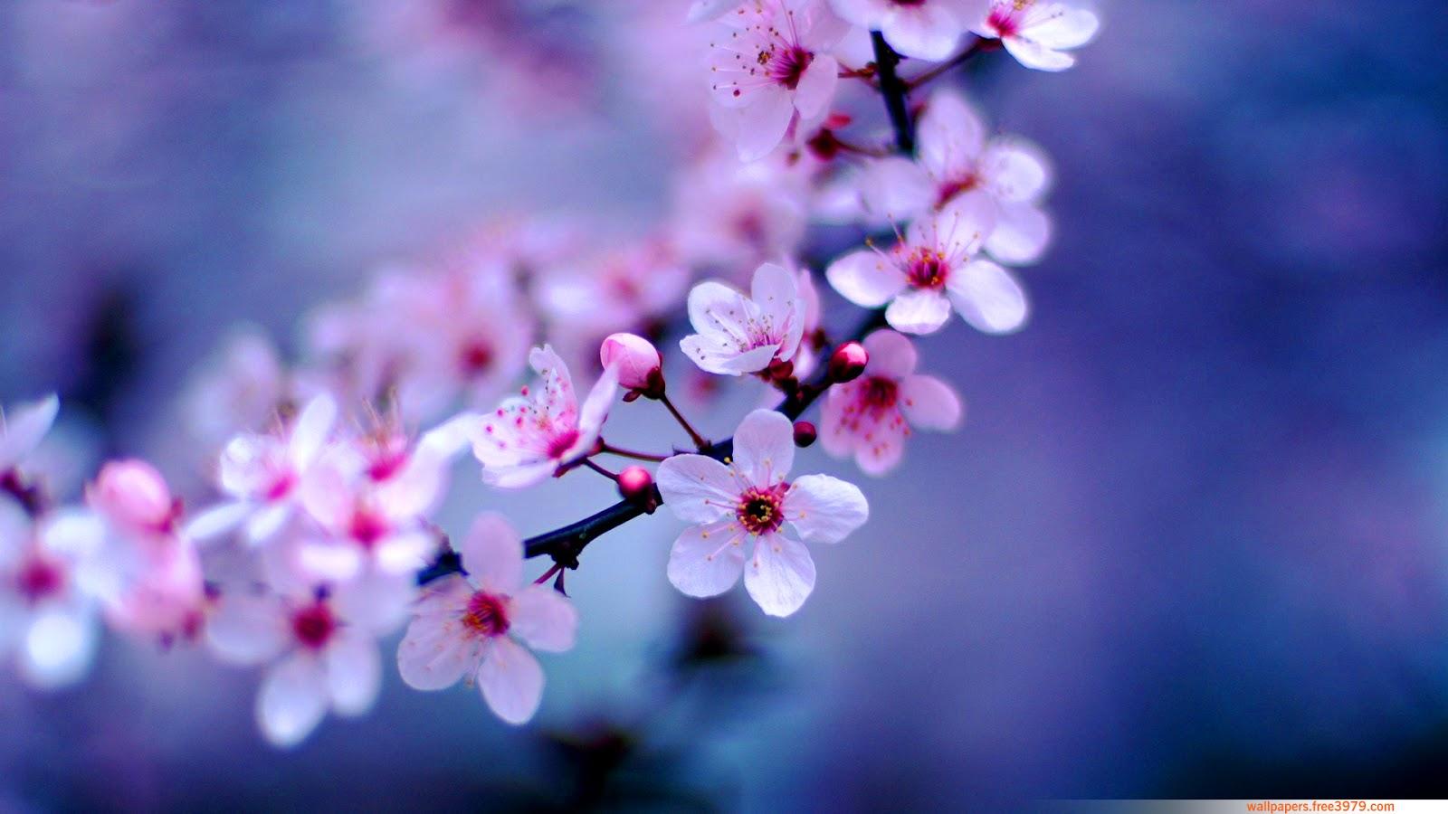 Peach Flowers Wallpapers