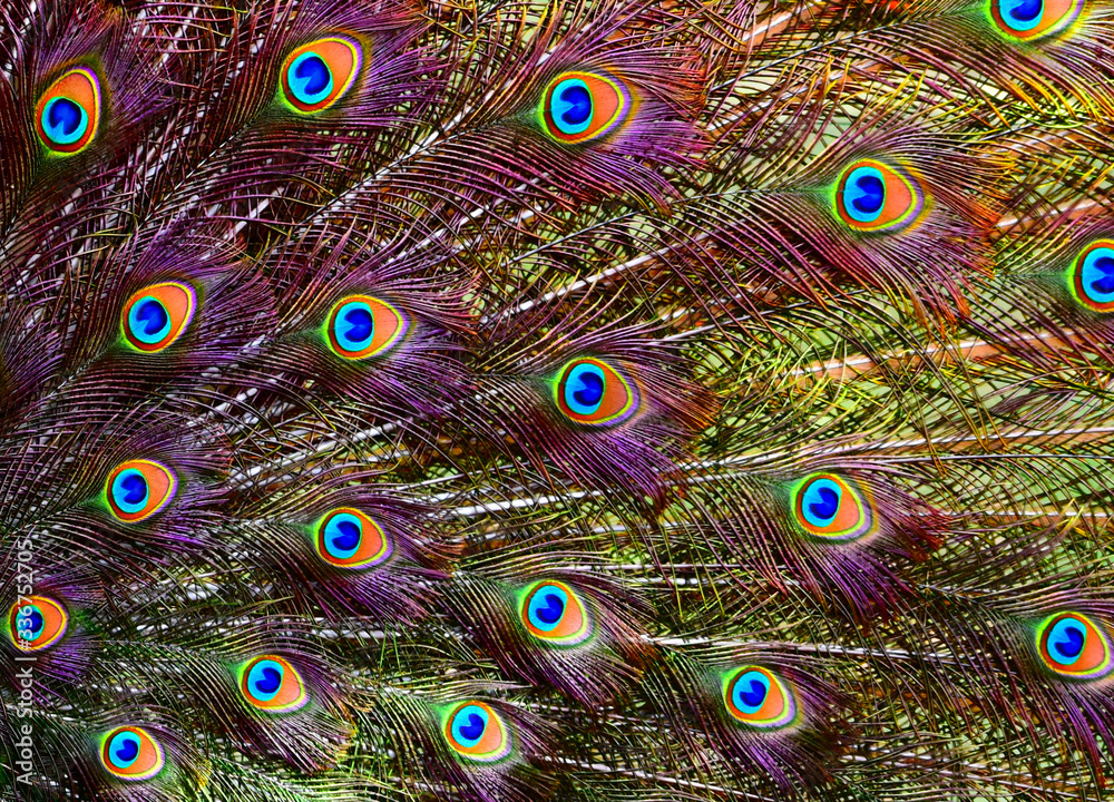 Peacock Backgrounds