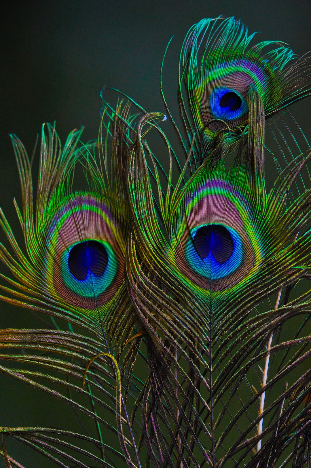 Peacock Backgrounds