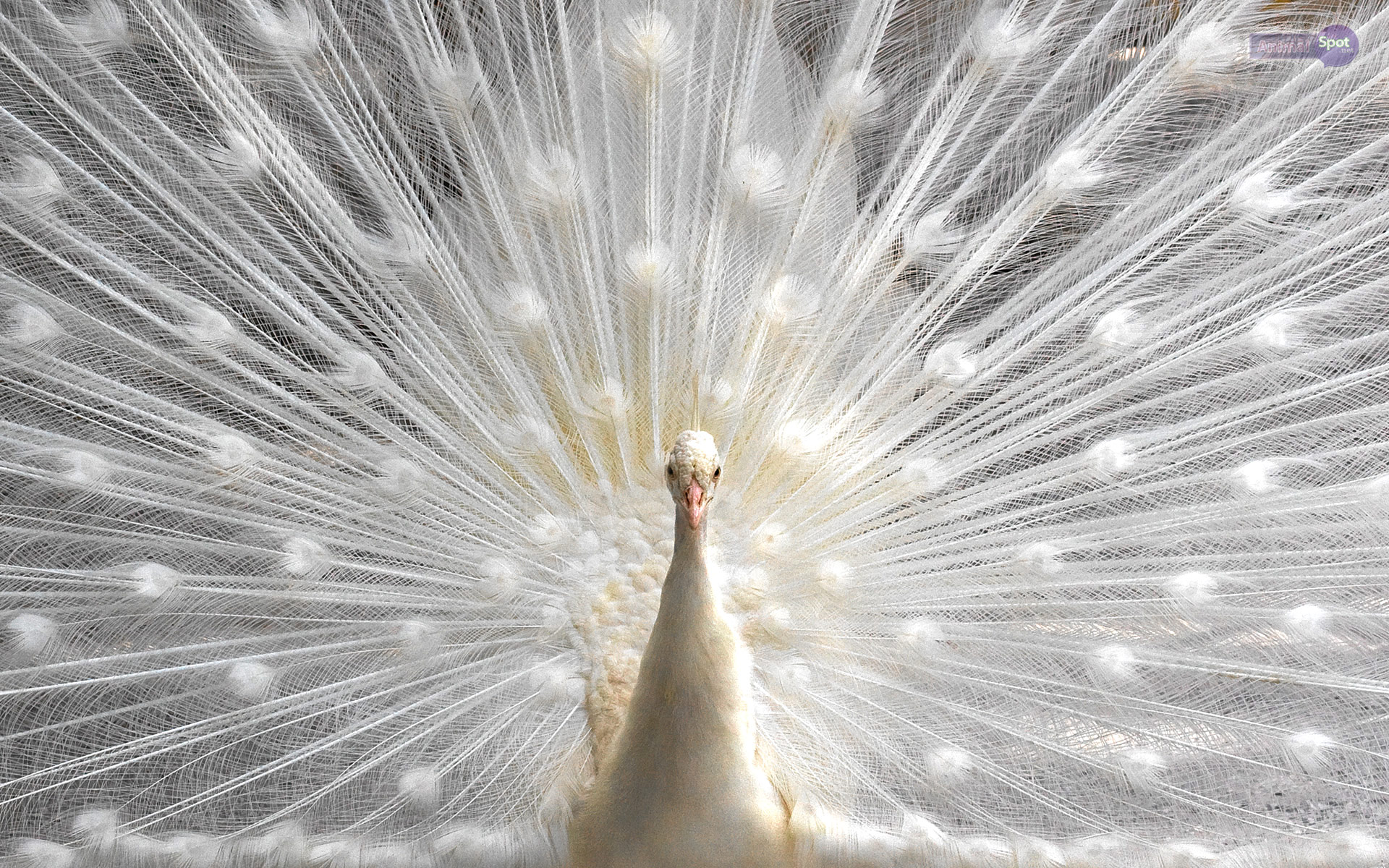 Peacock Backgrounds