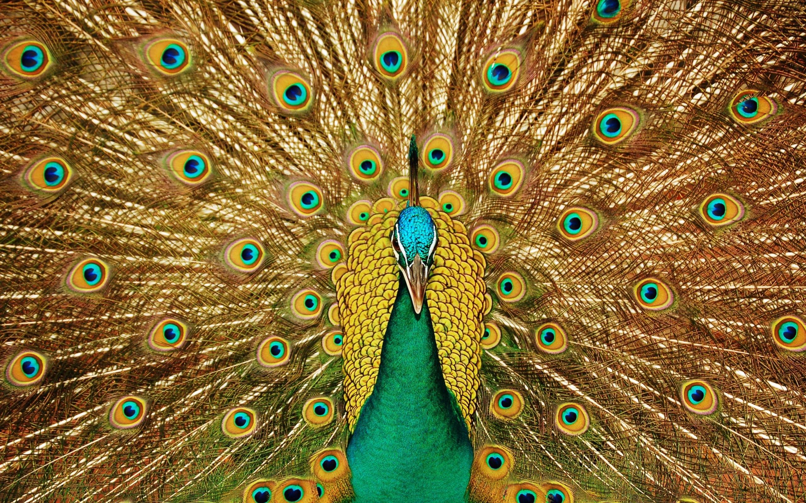 Peacock Backgrounds