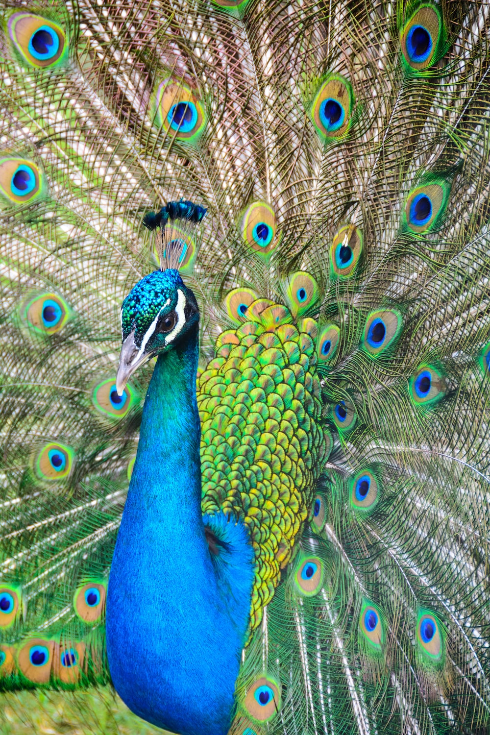 Peacock Wallpapers