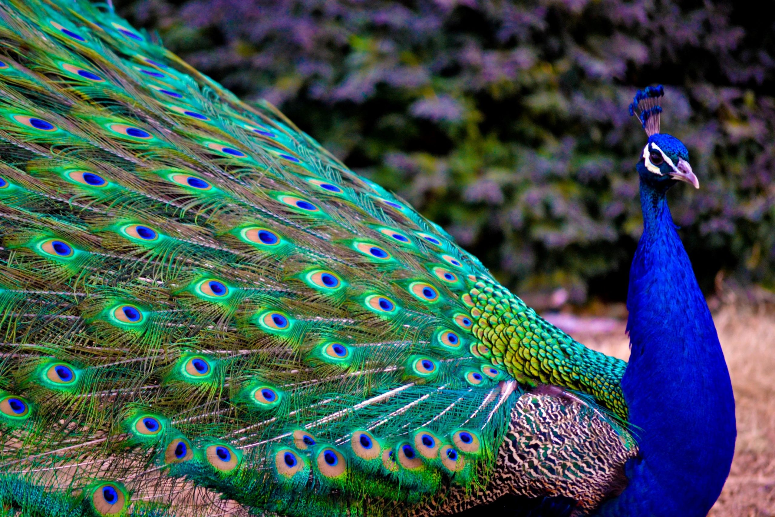 Peacock Wallpapers