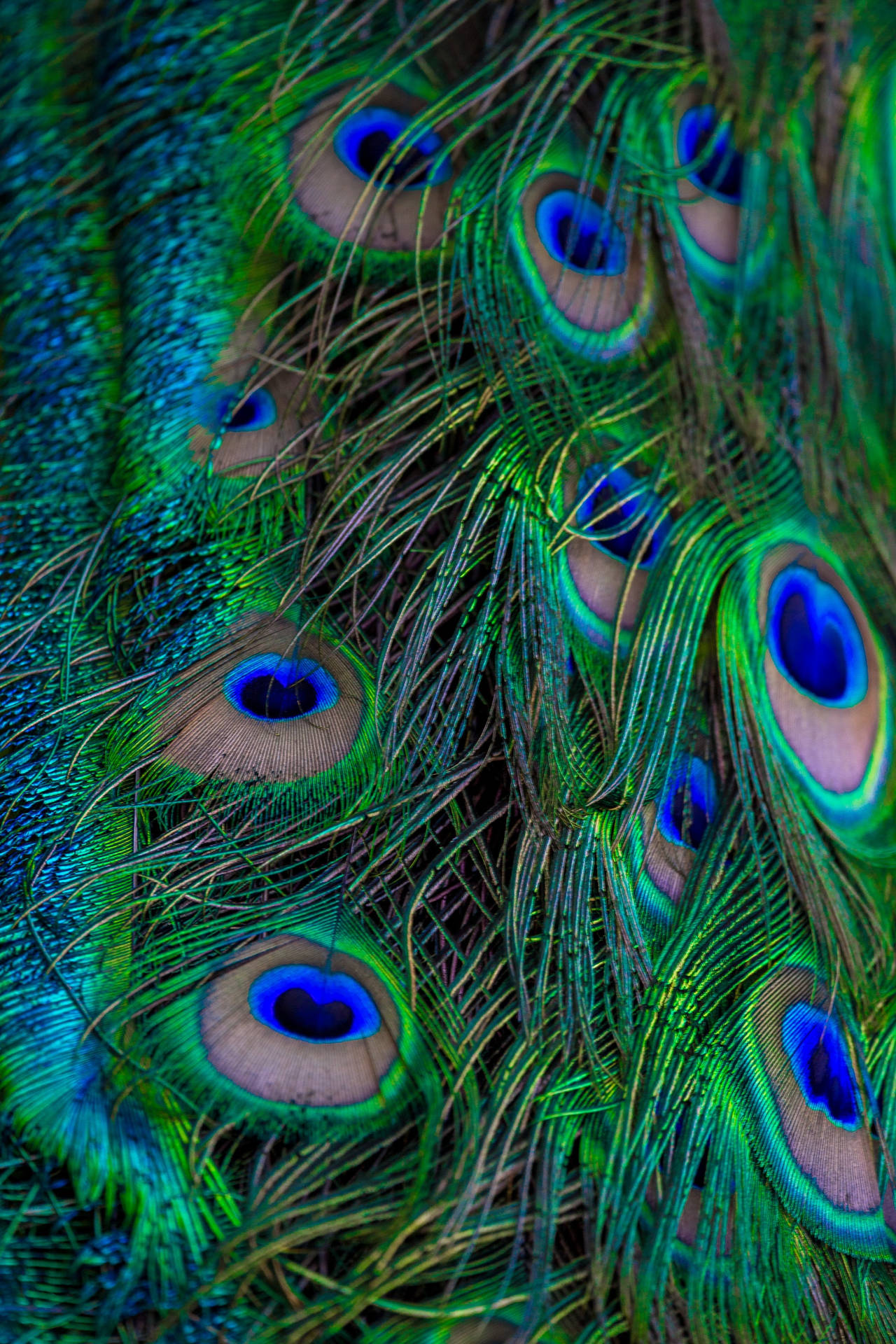 Peacock Wallpapers