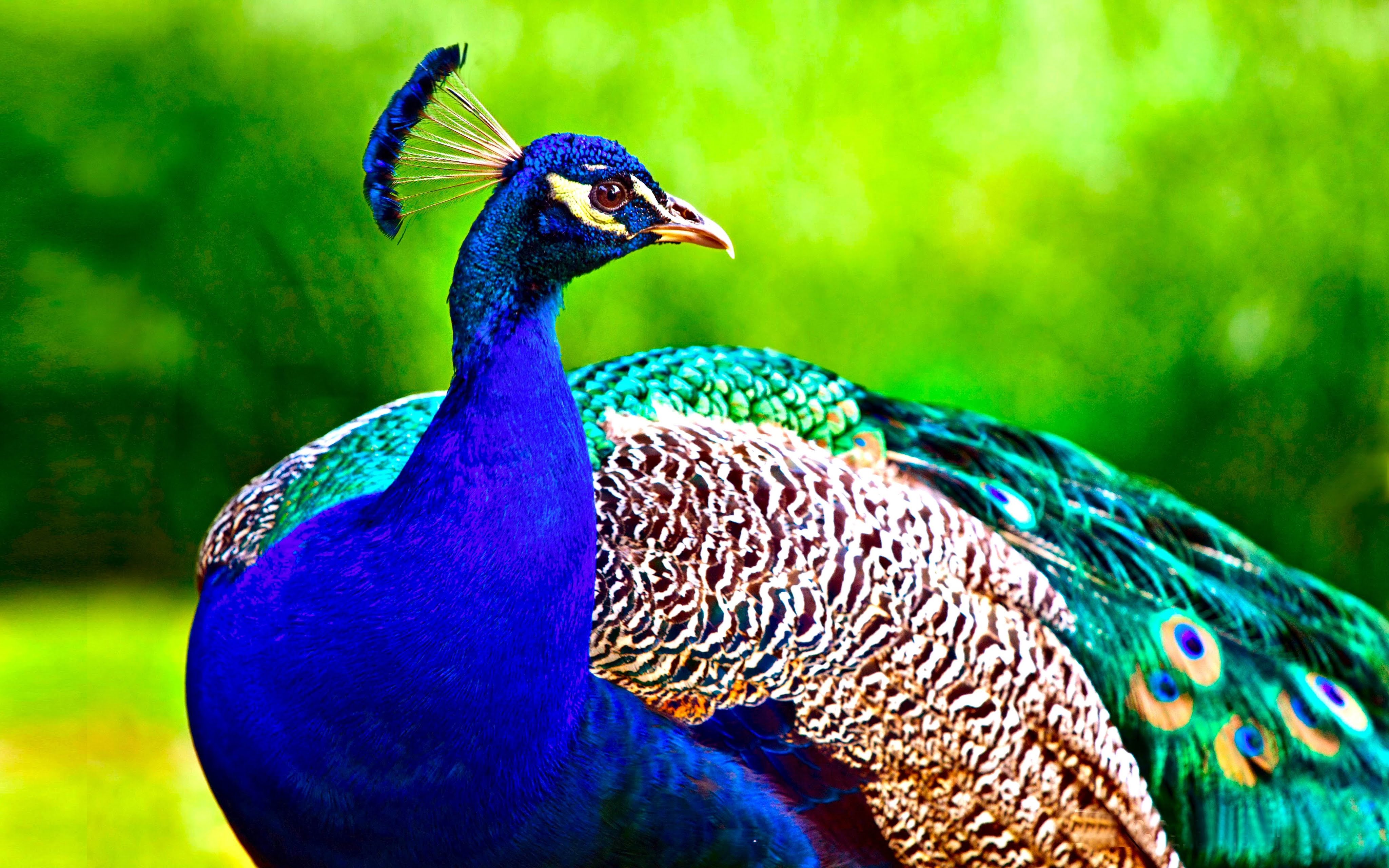 Peacock Wallpapers