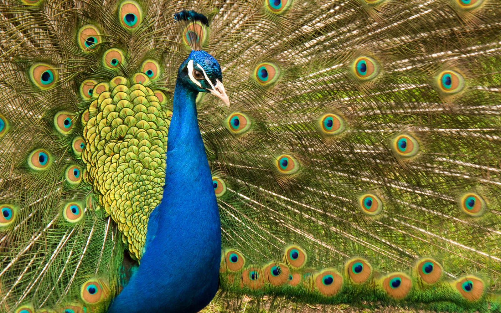 Peacock Wallpapers