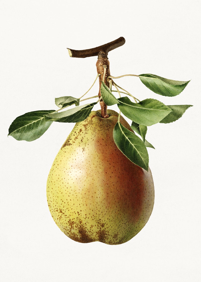 Pear Wallpapers