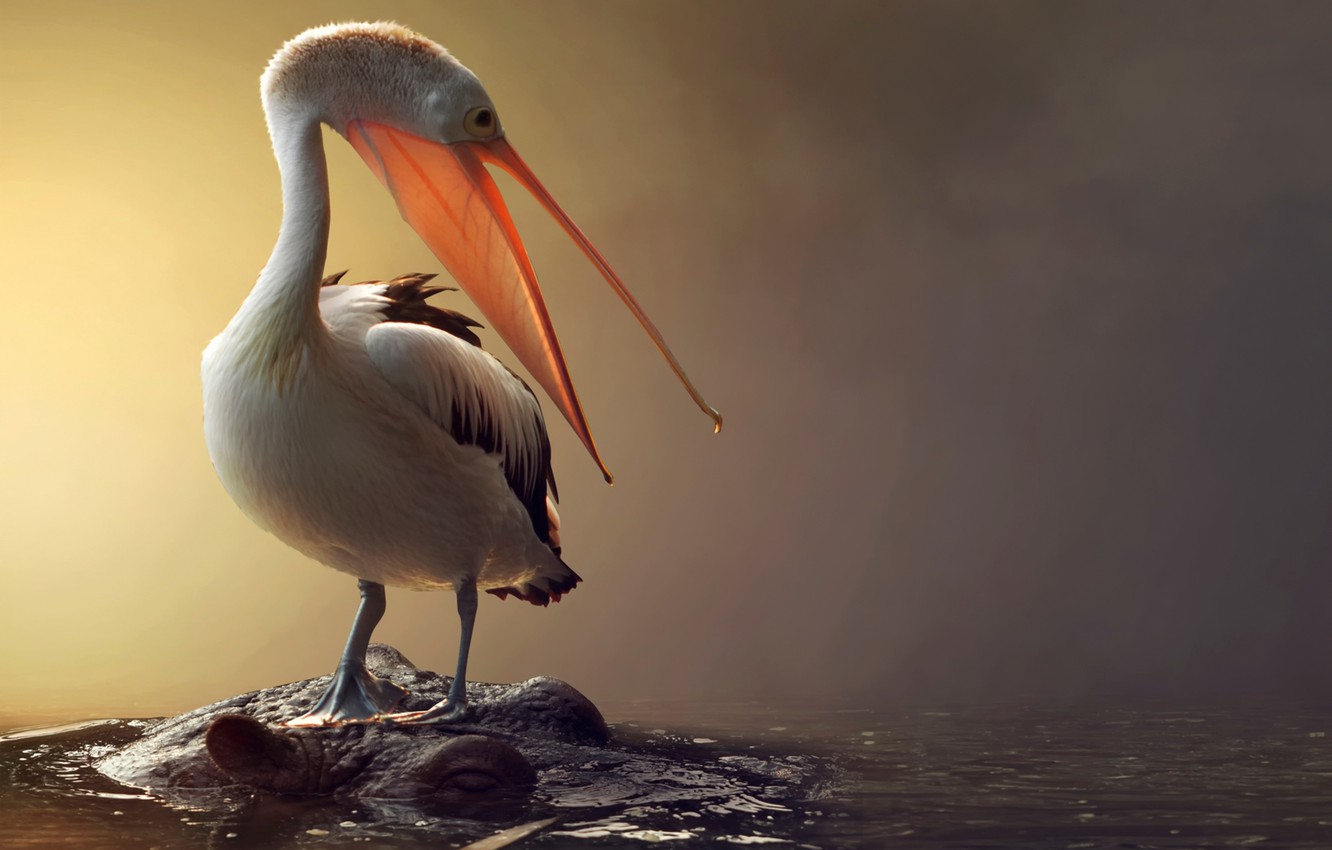 Pelican Wallpapers