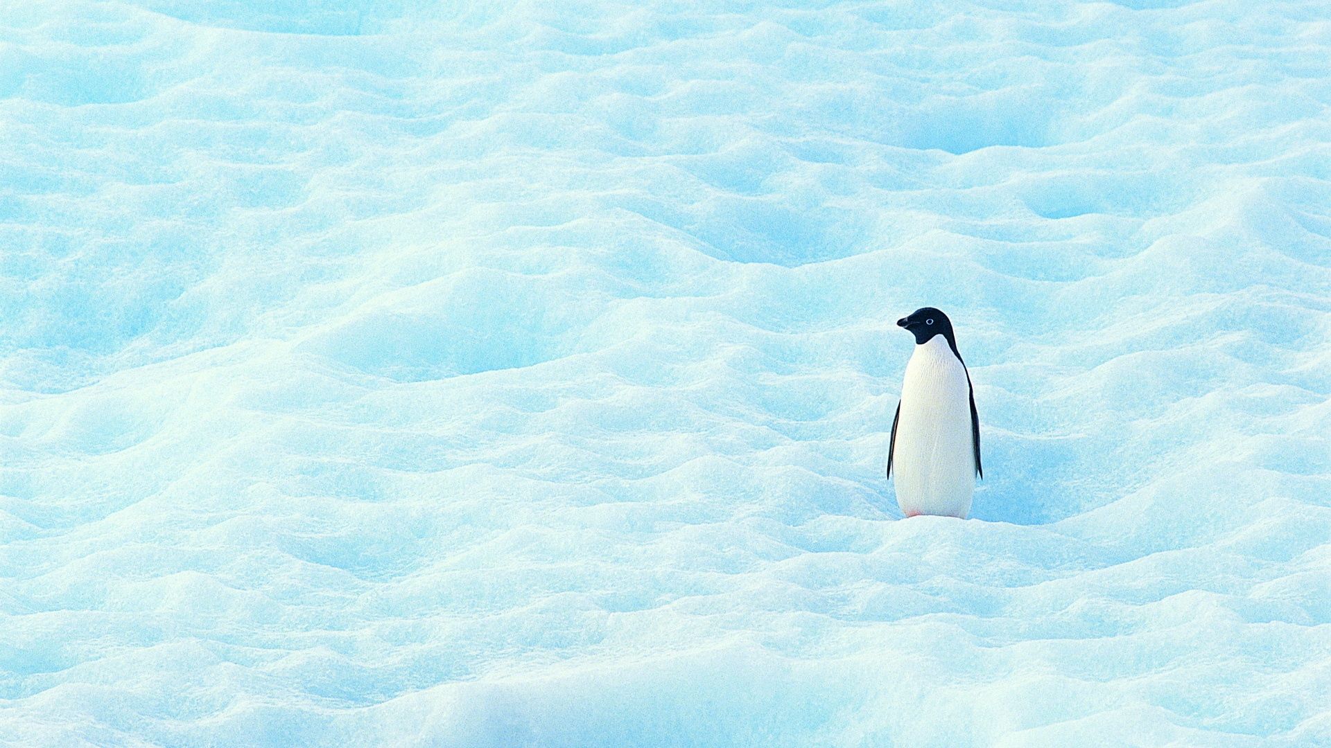 Penguin Background
