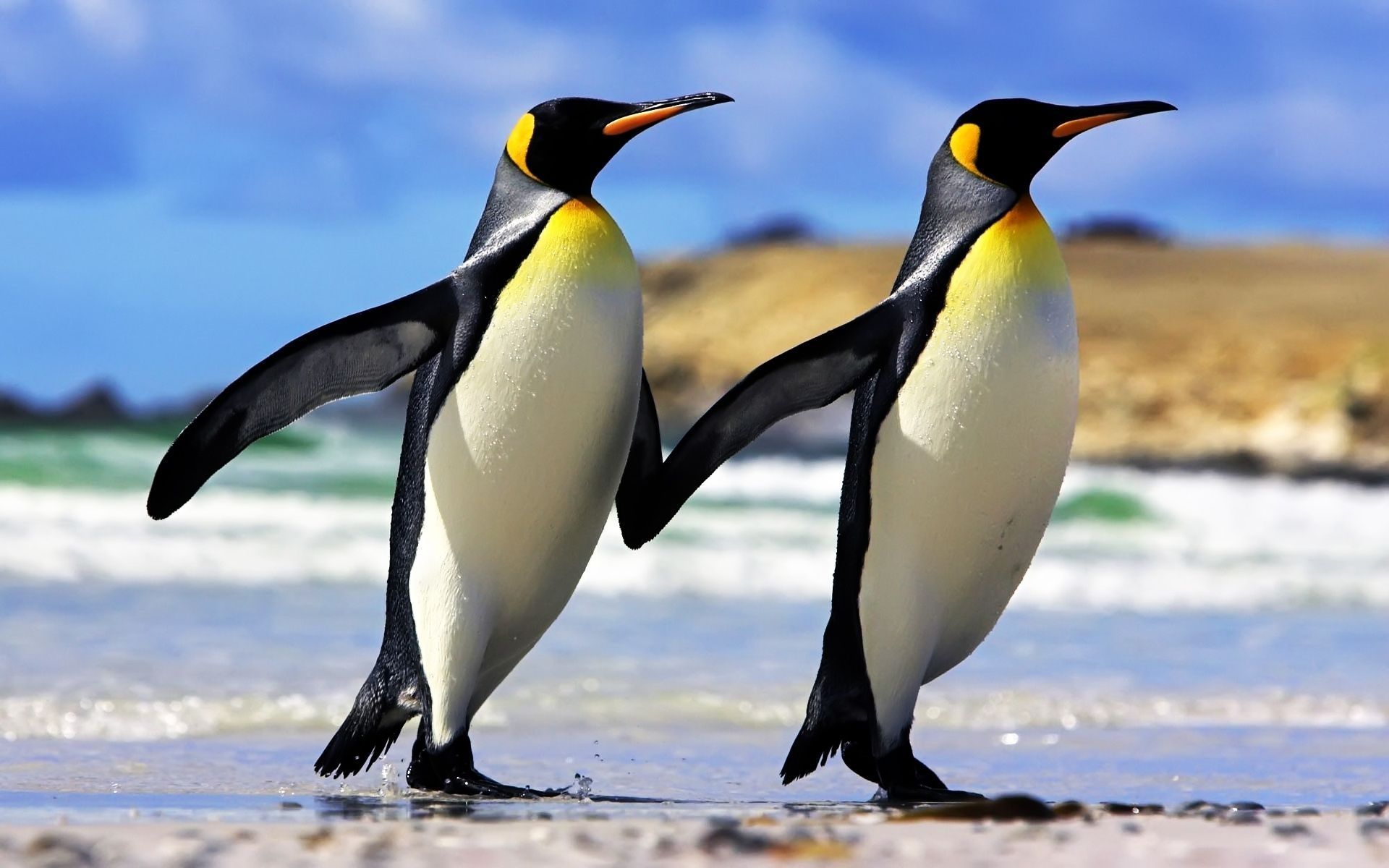 Penguin Backround Wallpapers