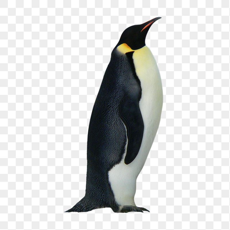 Penguin Backround Wallpapers