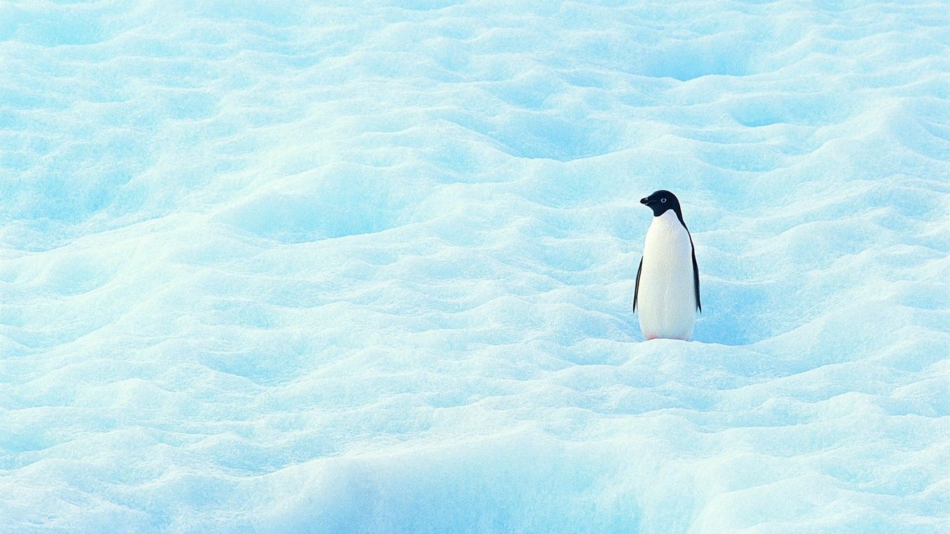 Penguin Desktops Wallpapers