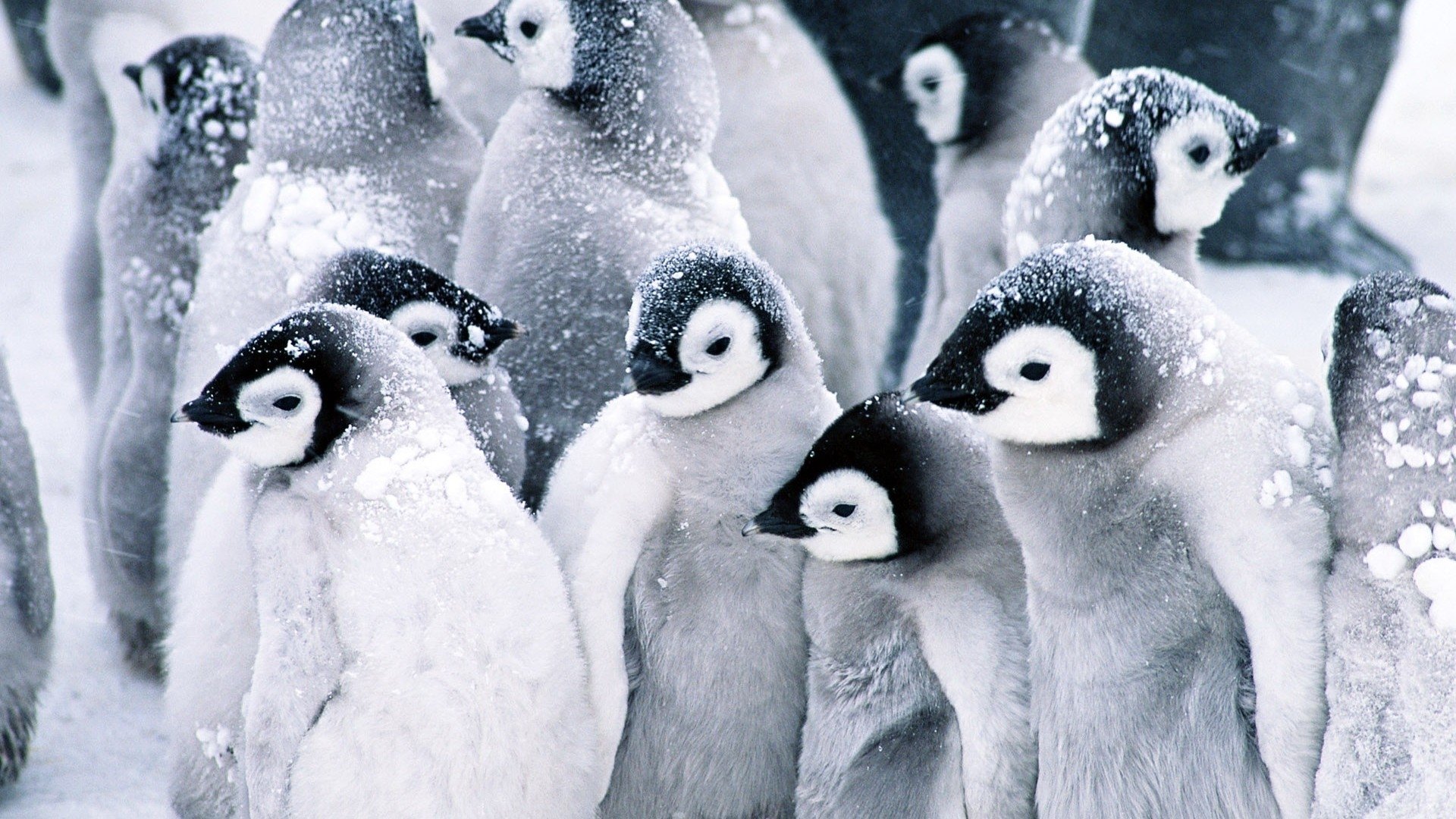 Penguin Desktops Wallpapers