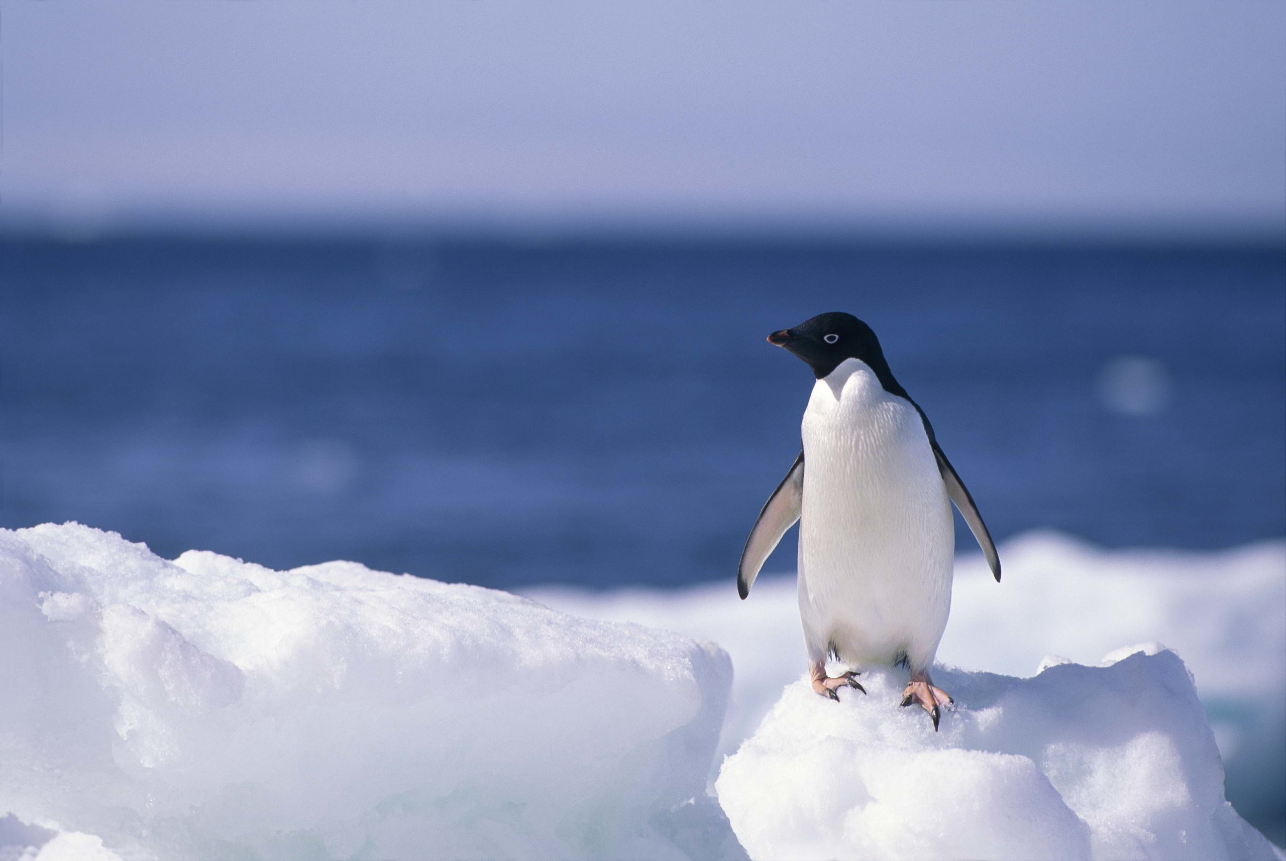 Penguin Desktops Wallpapers