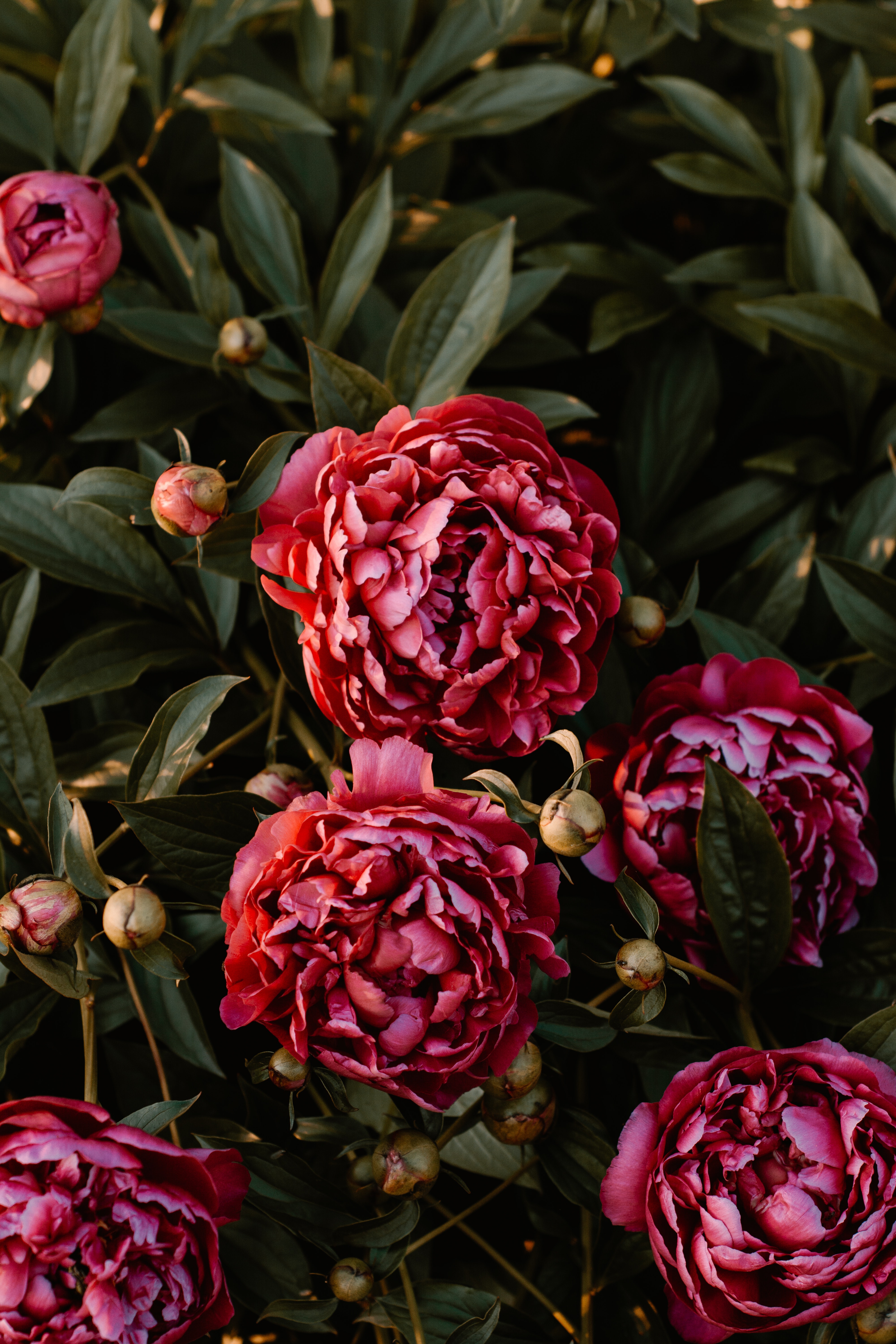 Peony Background