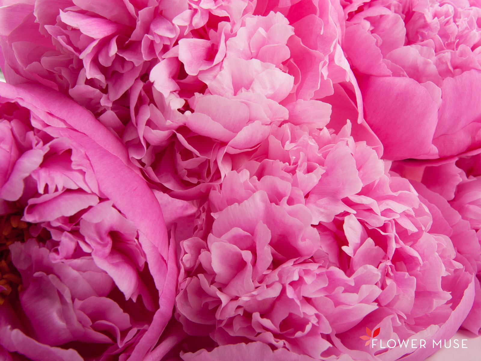 Peony Background