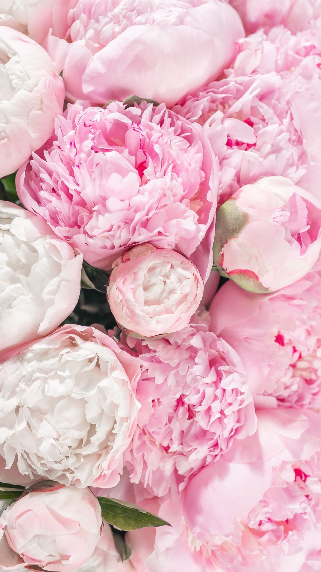 Peony Wallpapers