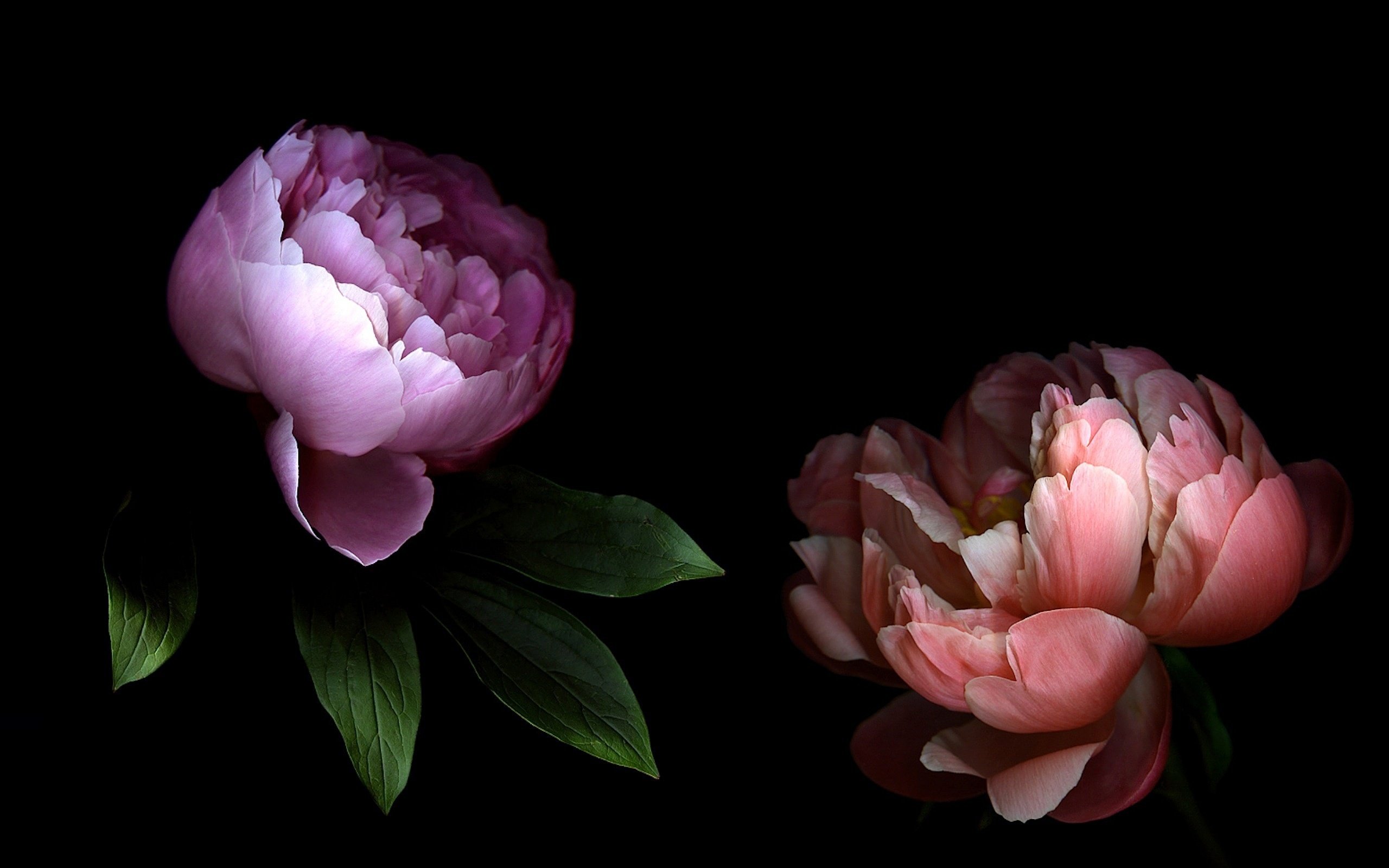 Peony Wallpapers