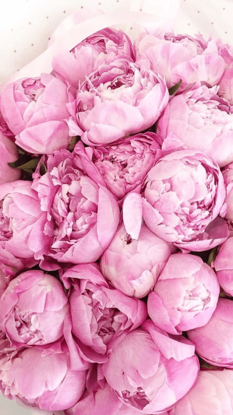 Peony Wallpapers