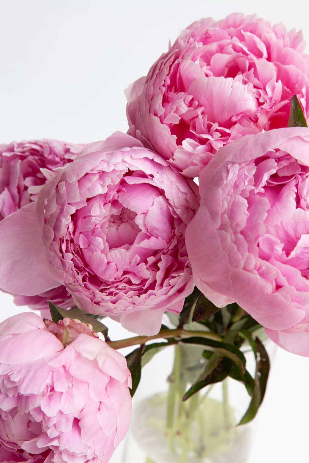 Peony Wallpapers