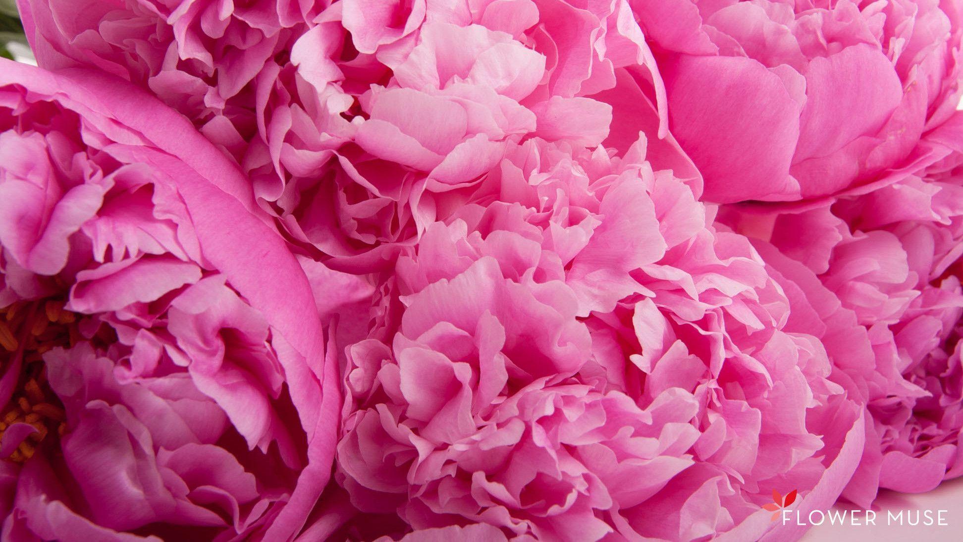 Peony Wallpapers