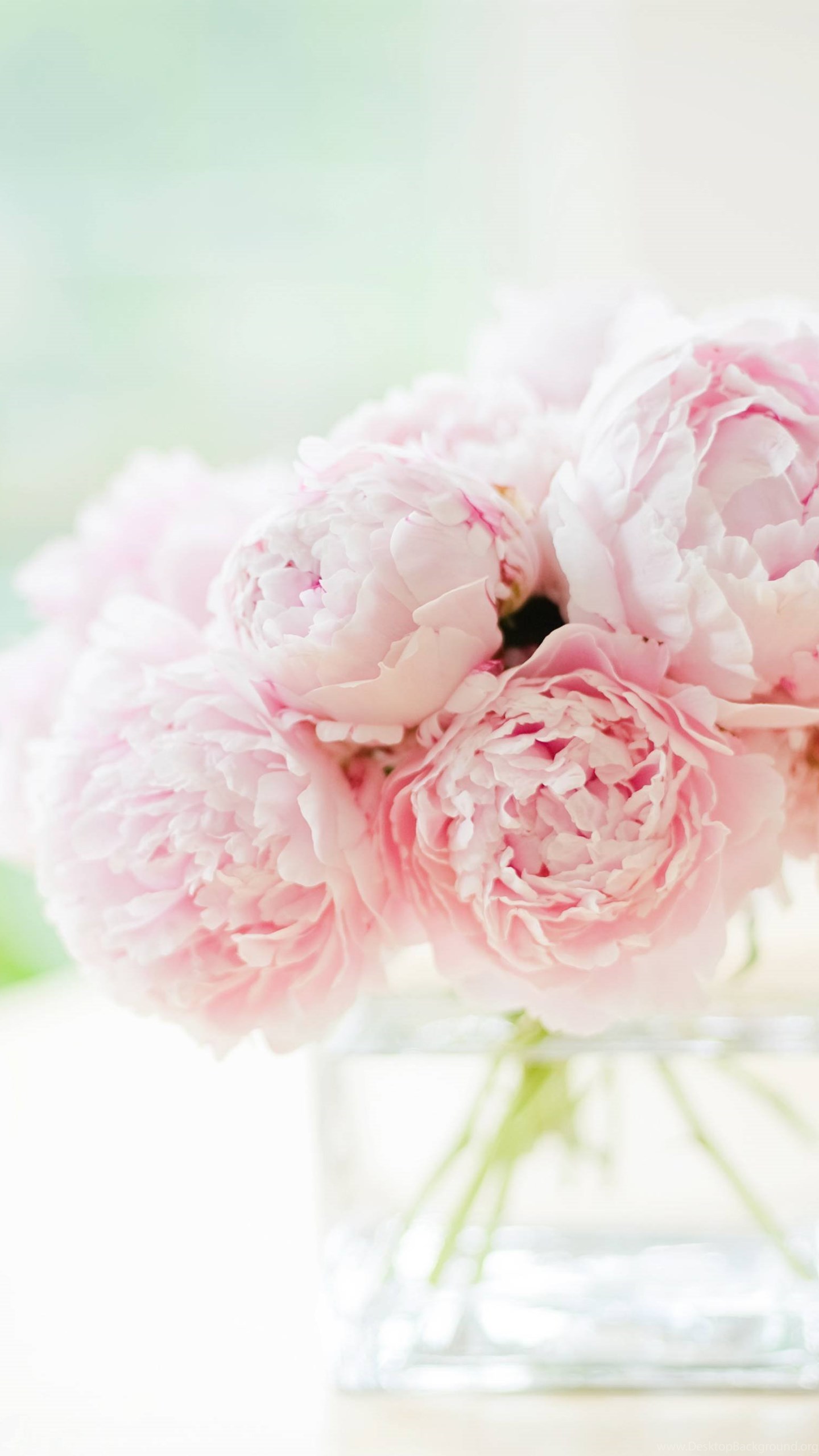 Peony Wallpapers