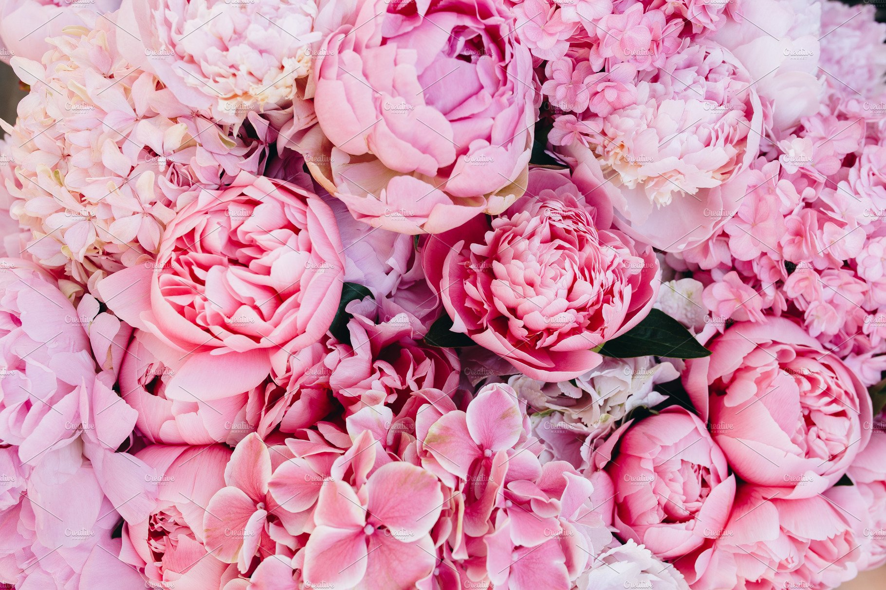 Peony Wallpapers