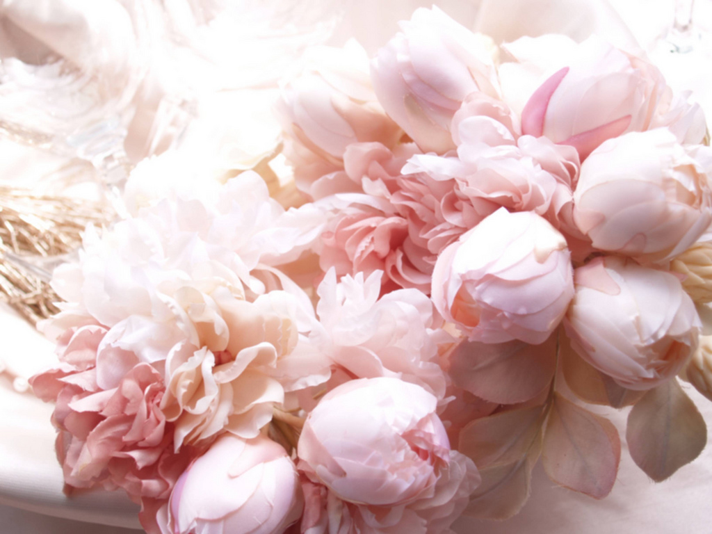 Peony Wallpapers