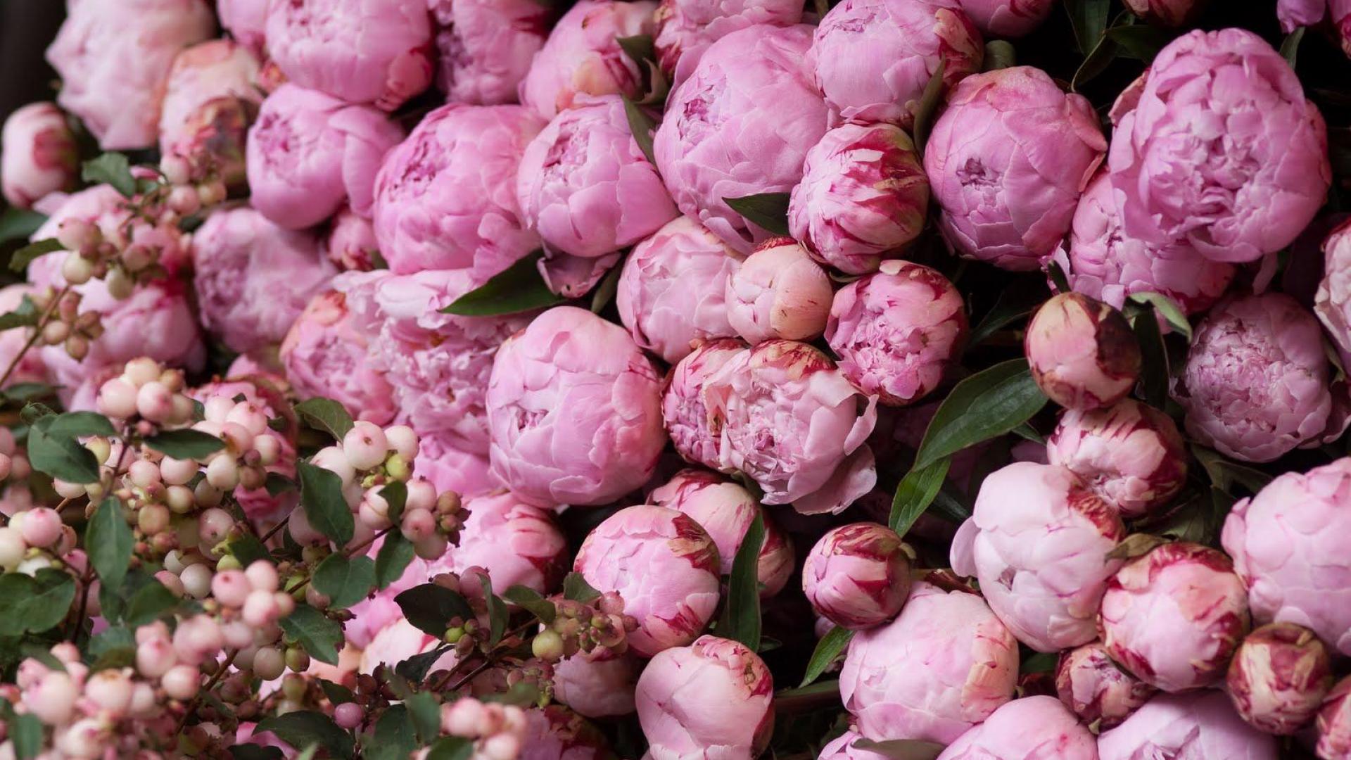 Peony Wallpapers