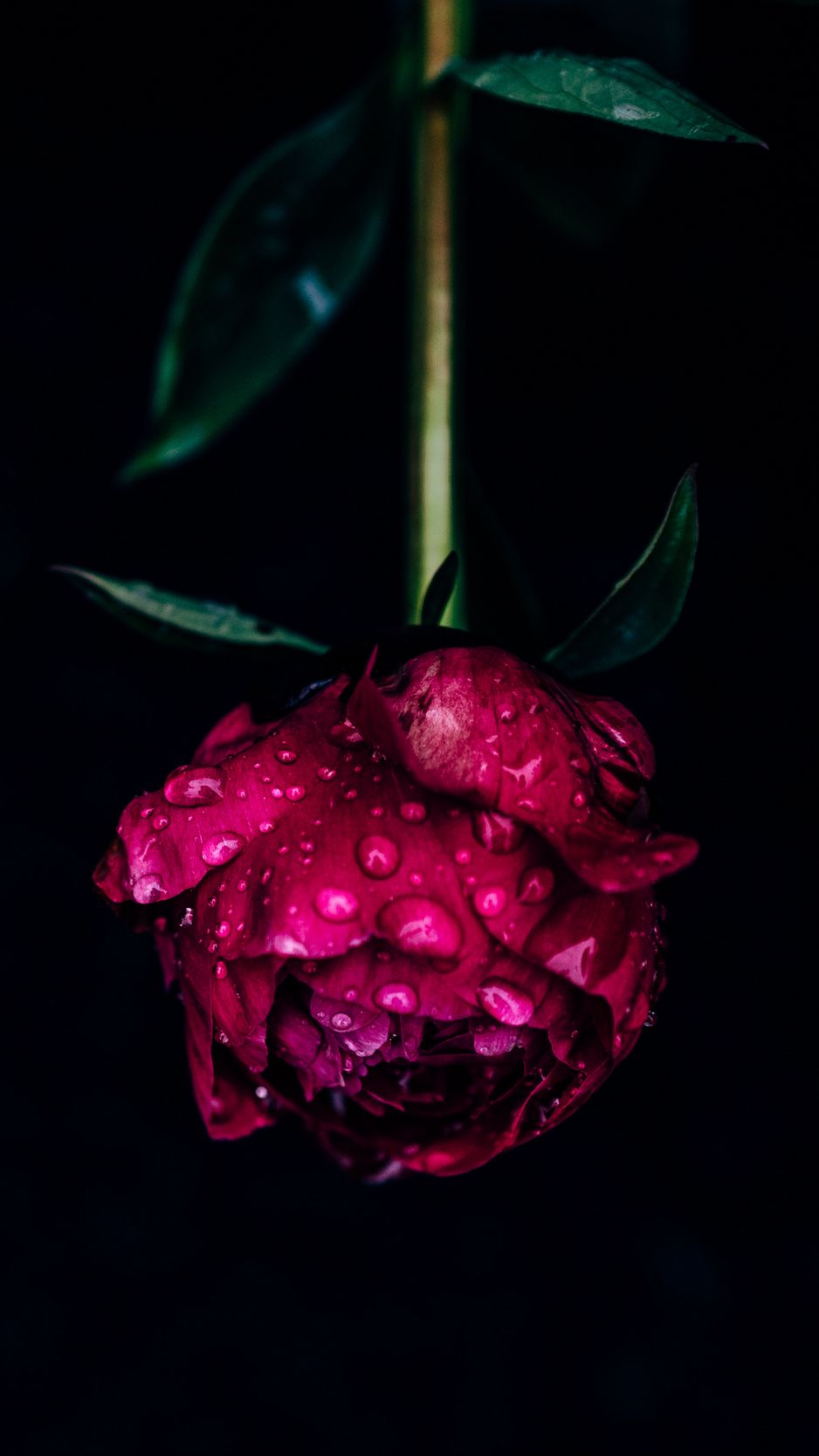 Peony Wallpapers