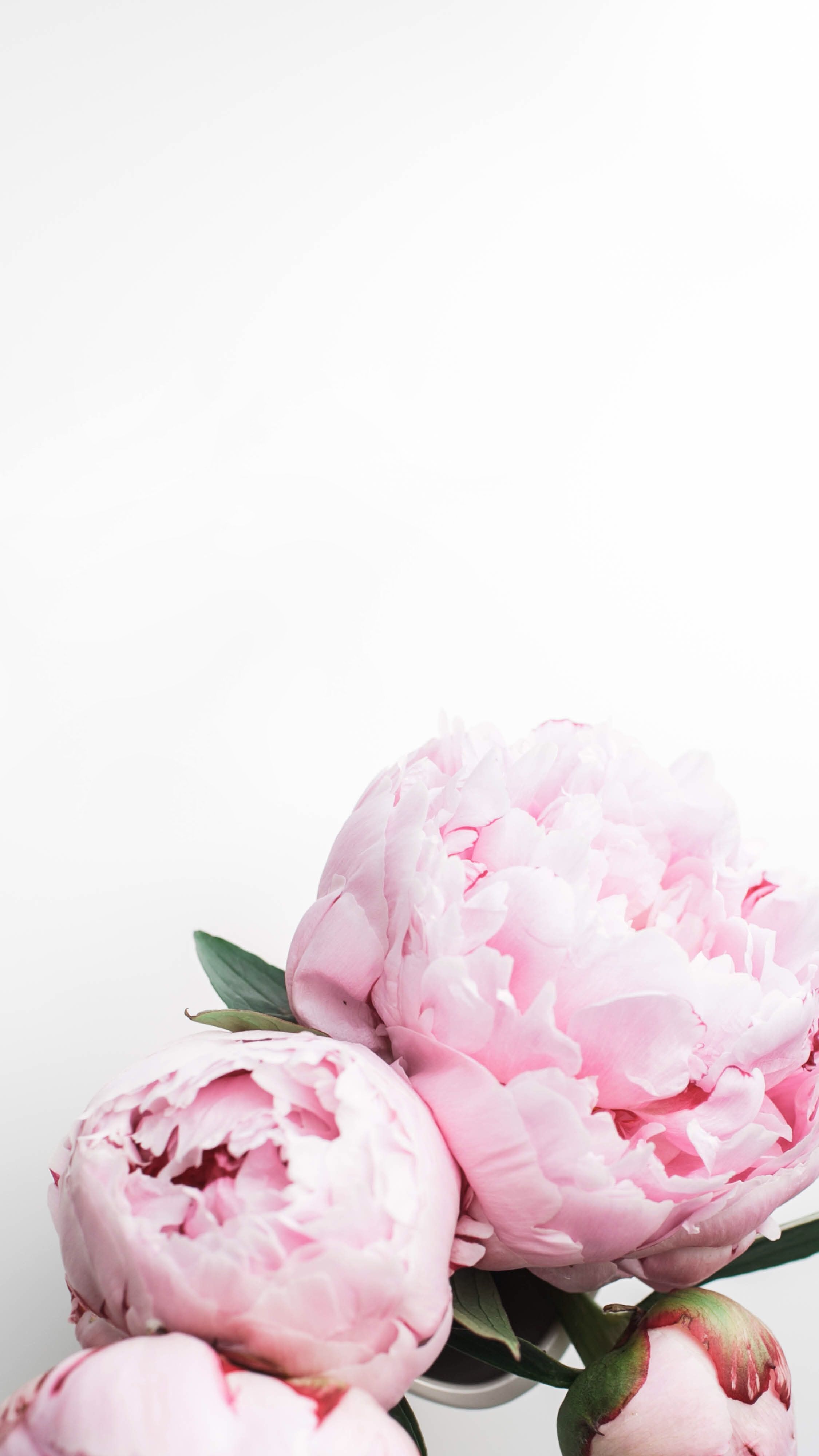 Peony Wallpapers