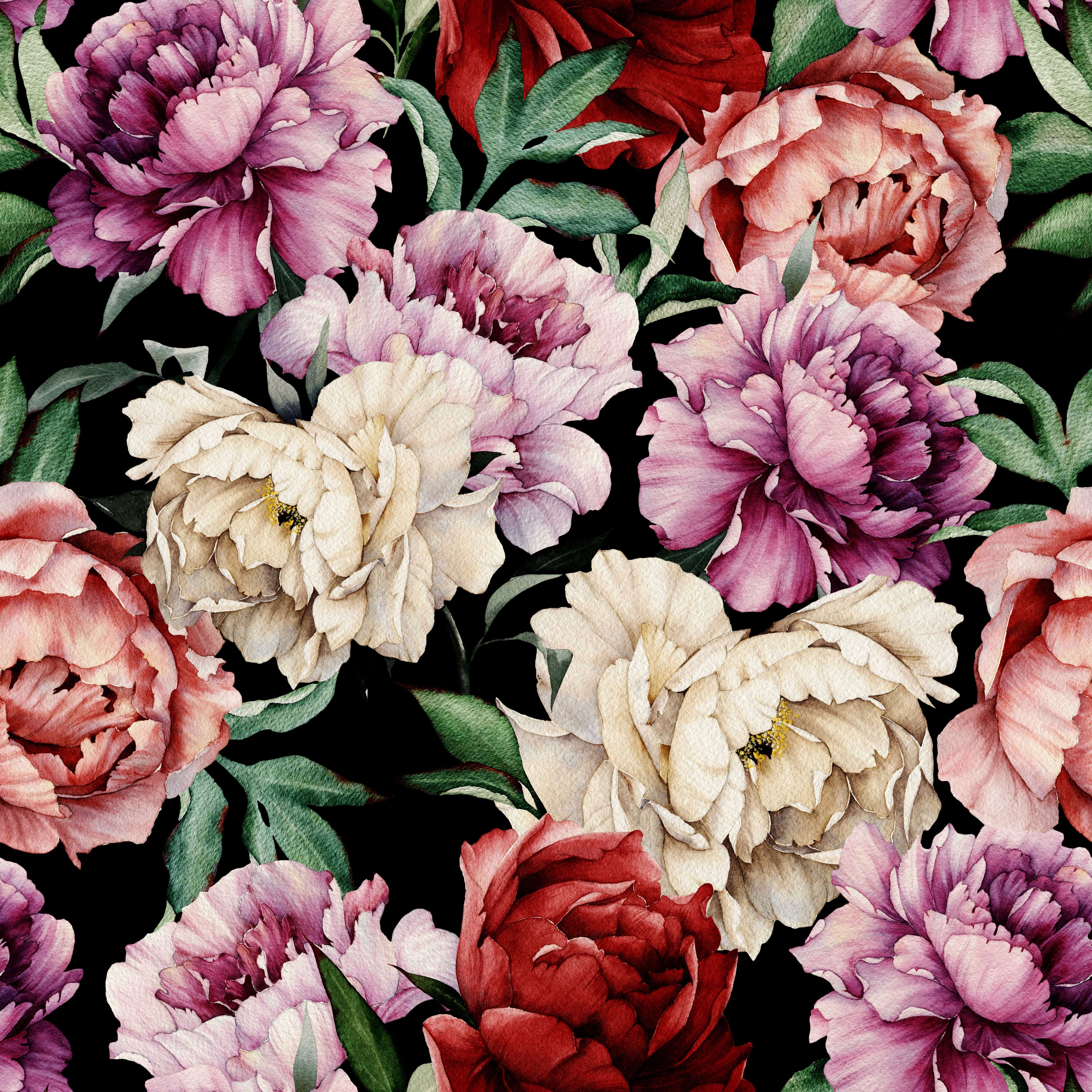 Peony Wallpapers