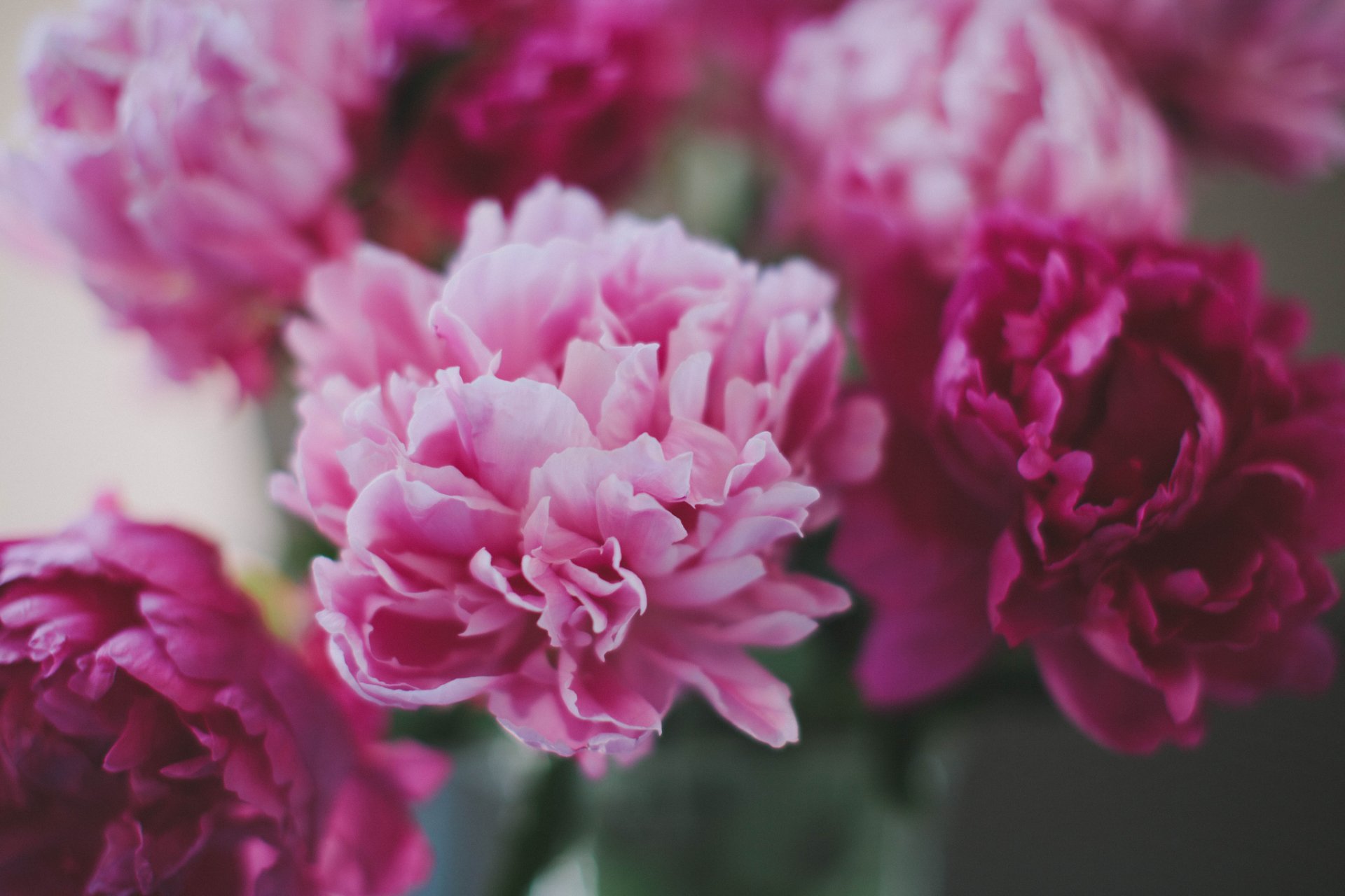 Peony Wallpapers