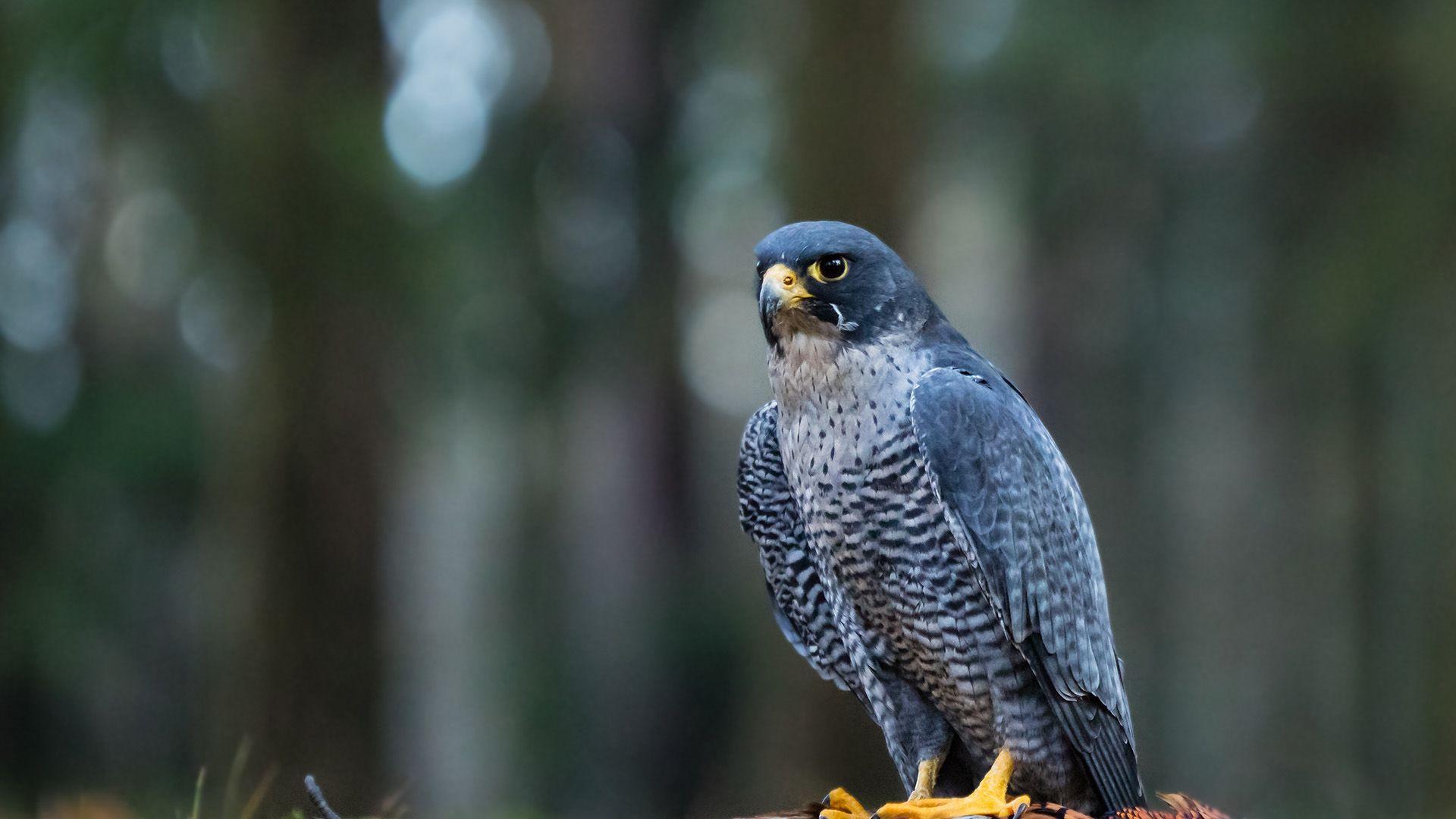 Peregrine Falcon Wallpapers