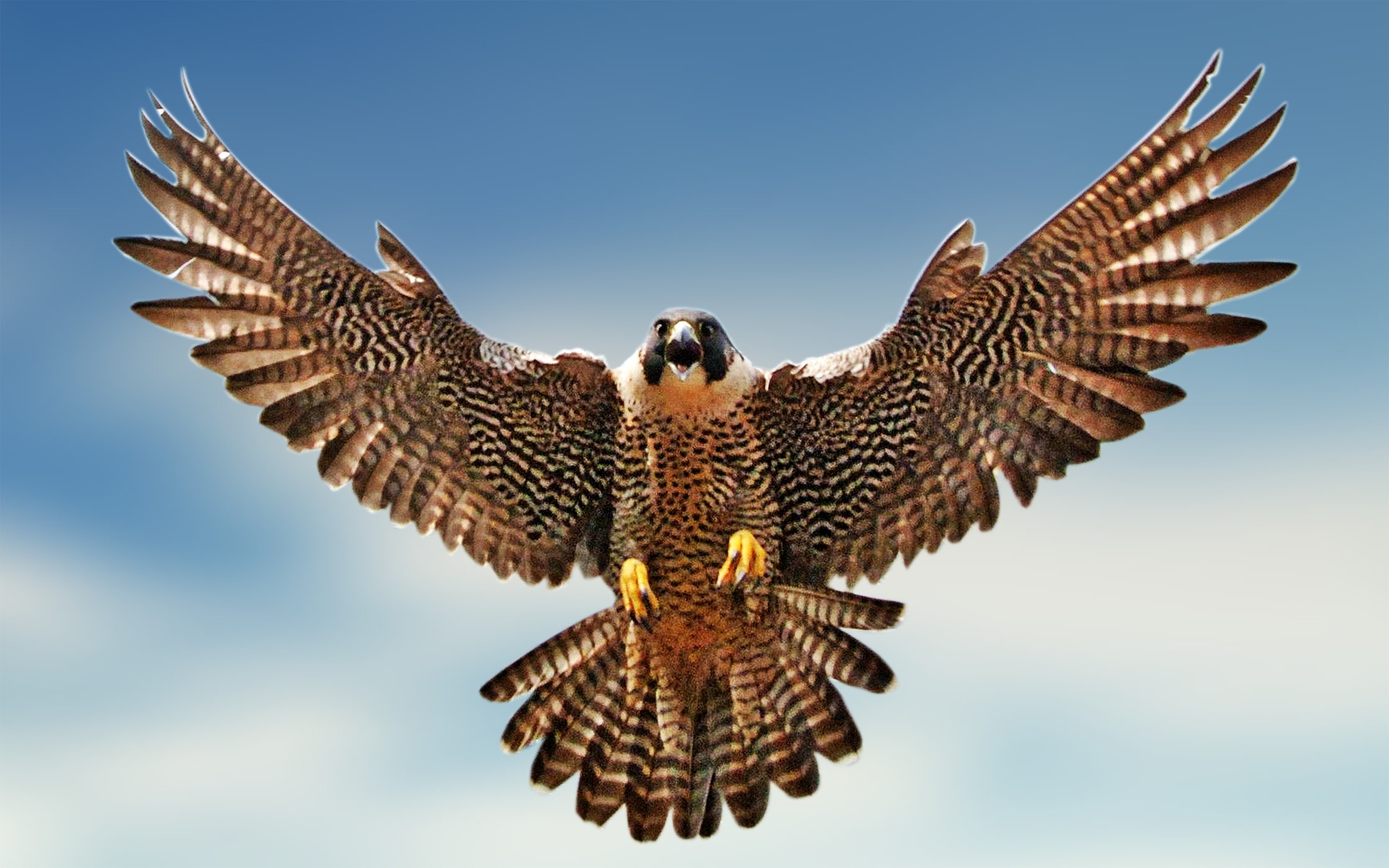 Peregrine Falcon Wallpapers